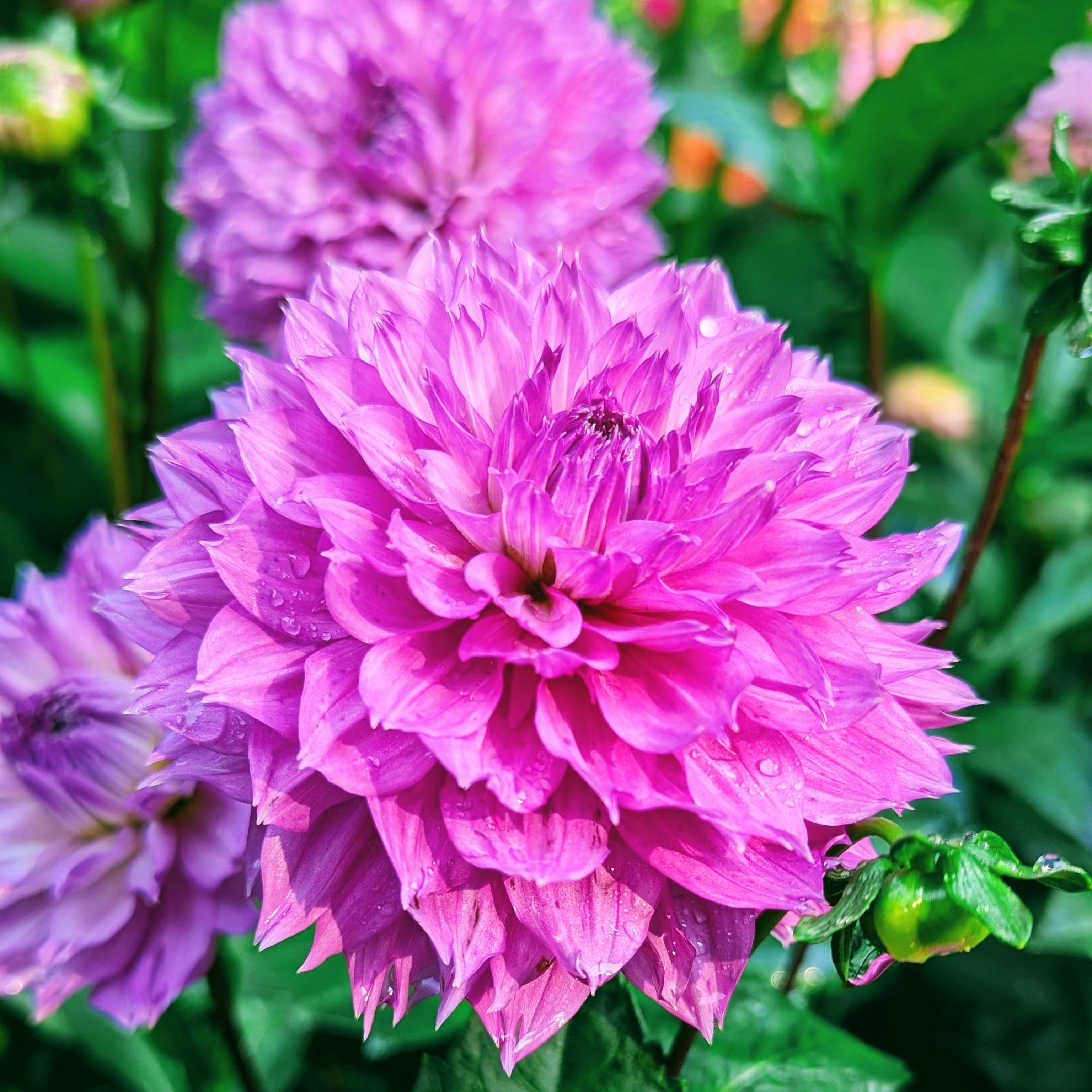 Frizzy Lizzy – Good Life Dahlias
