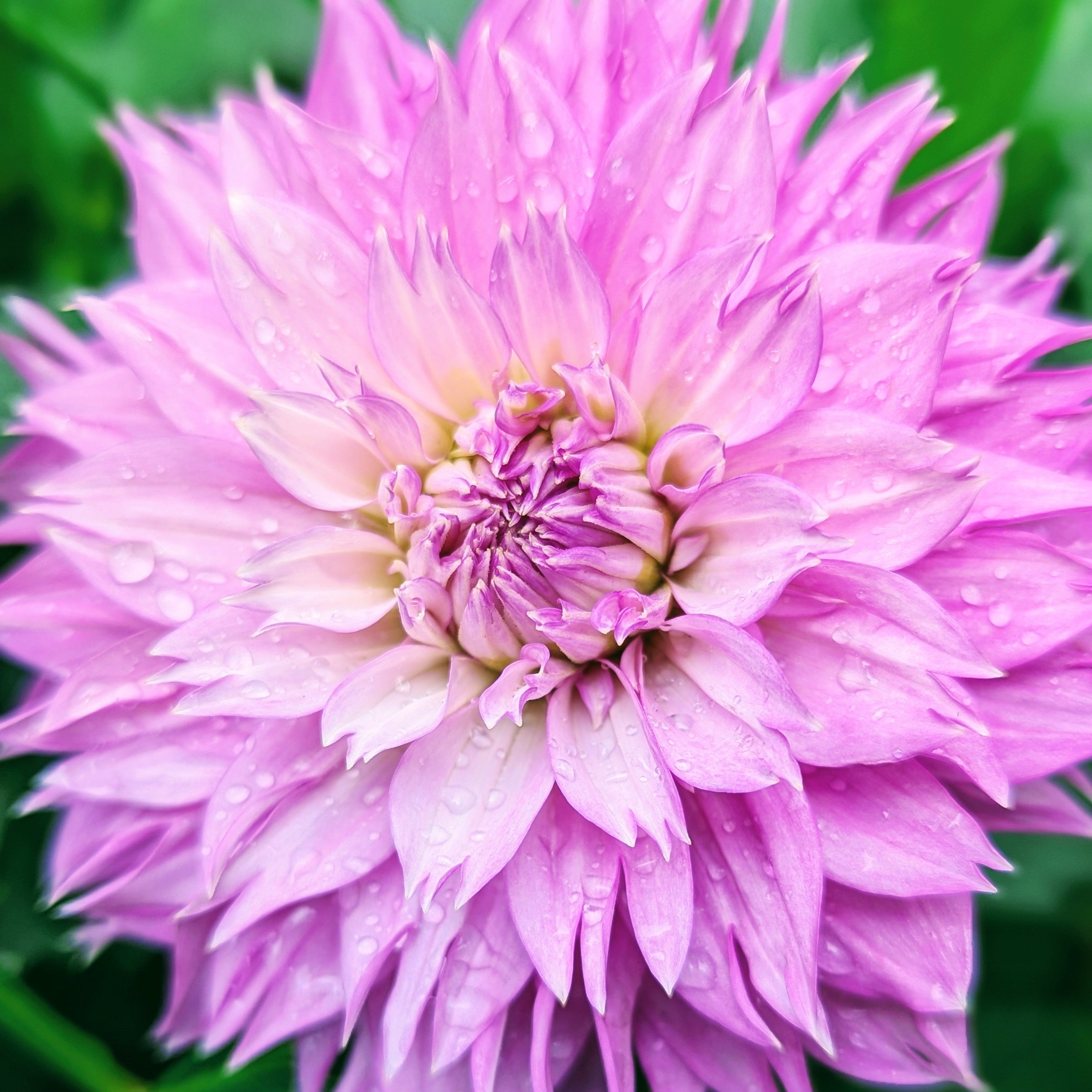 Frizzy Lizzy – Good Life Dahlias