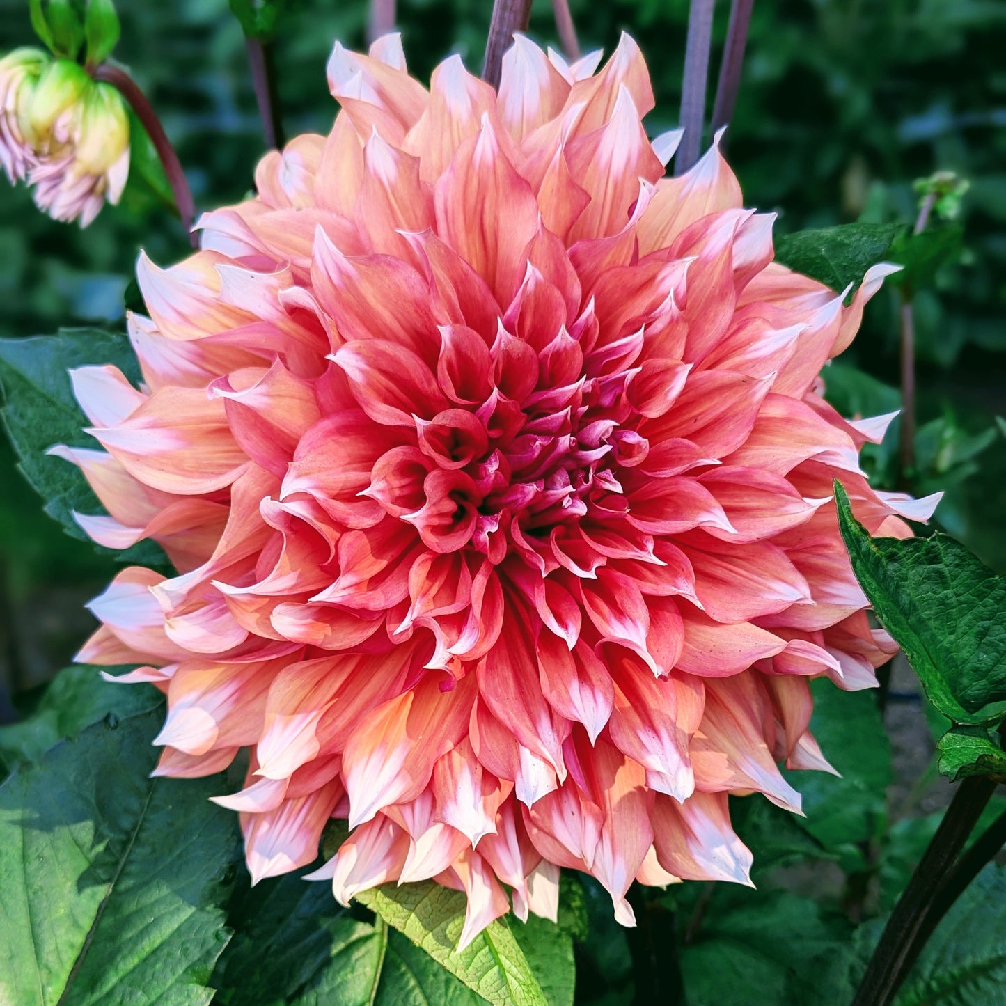 Holland Festival (1960)