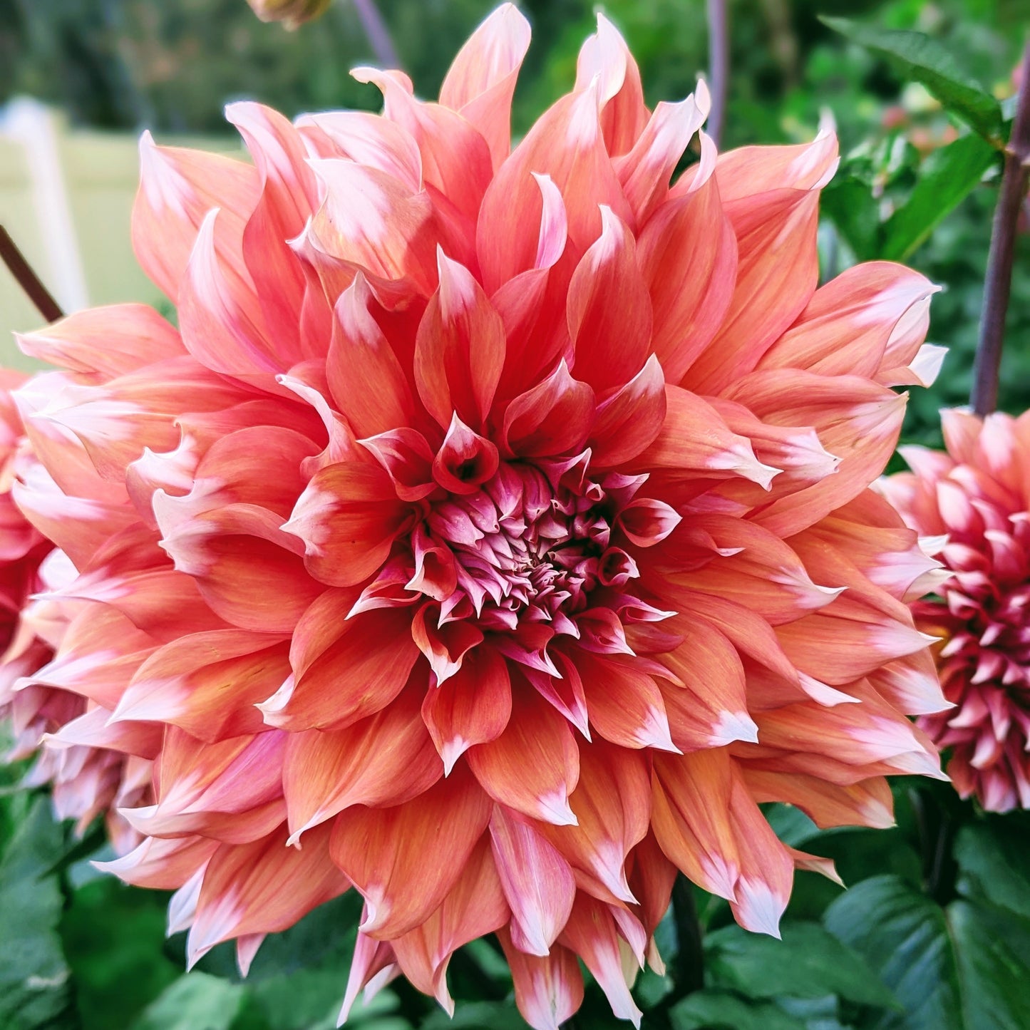 Holland Festival (1960)