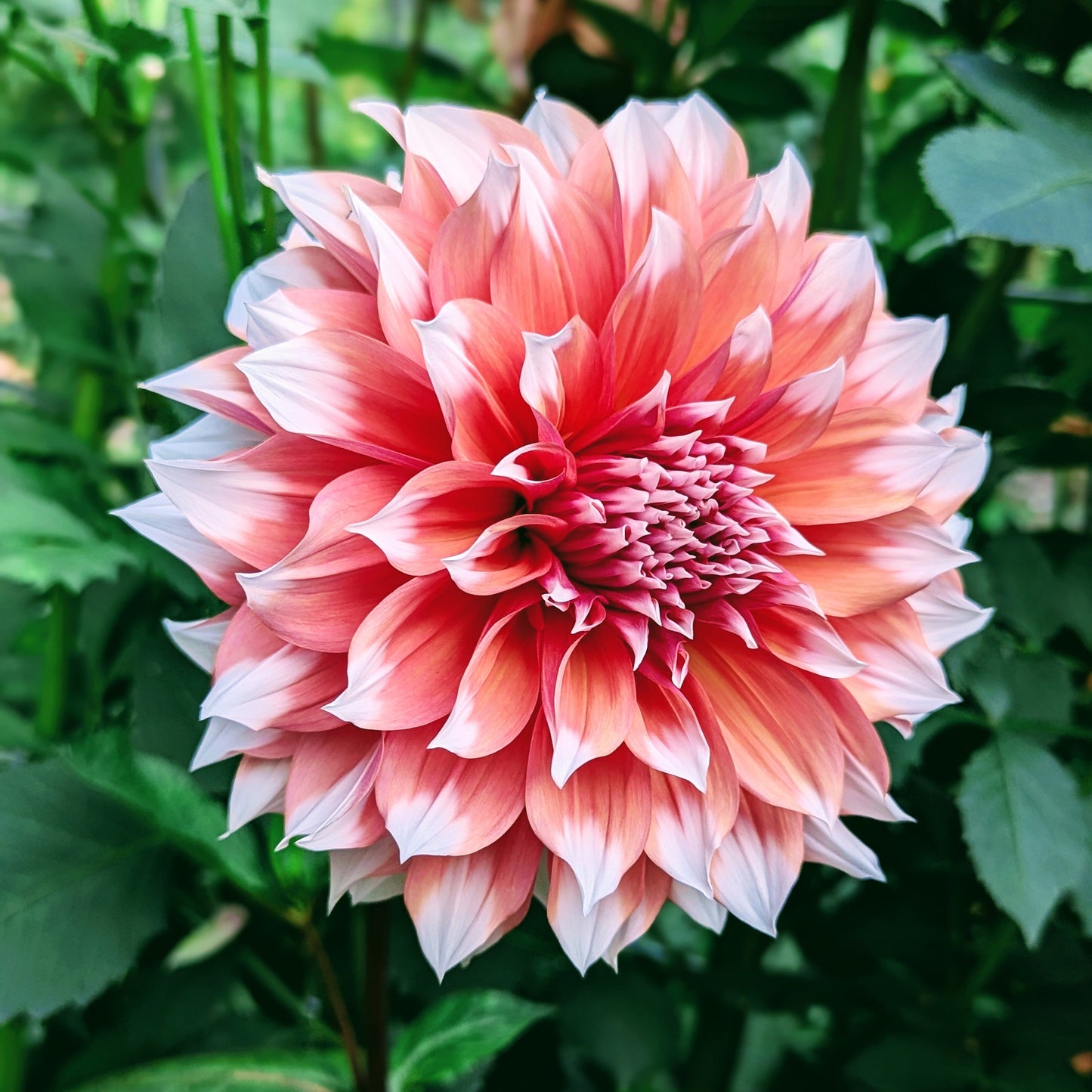 Holland Festival (1960)