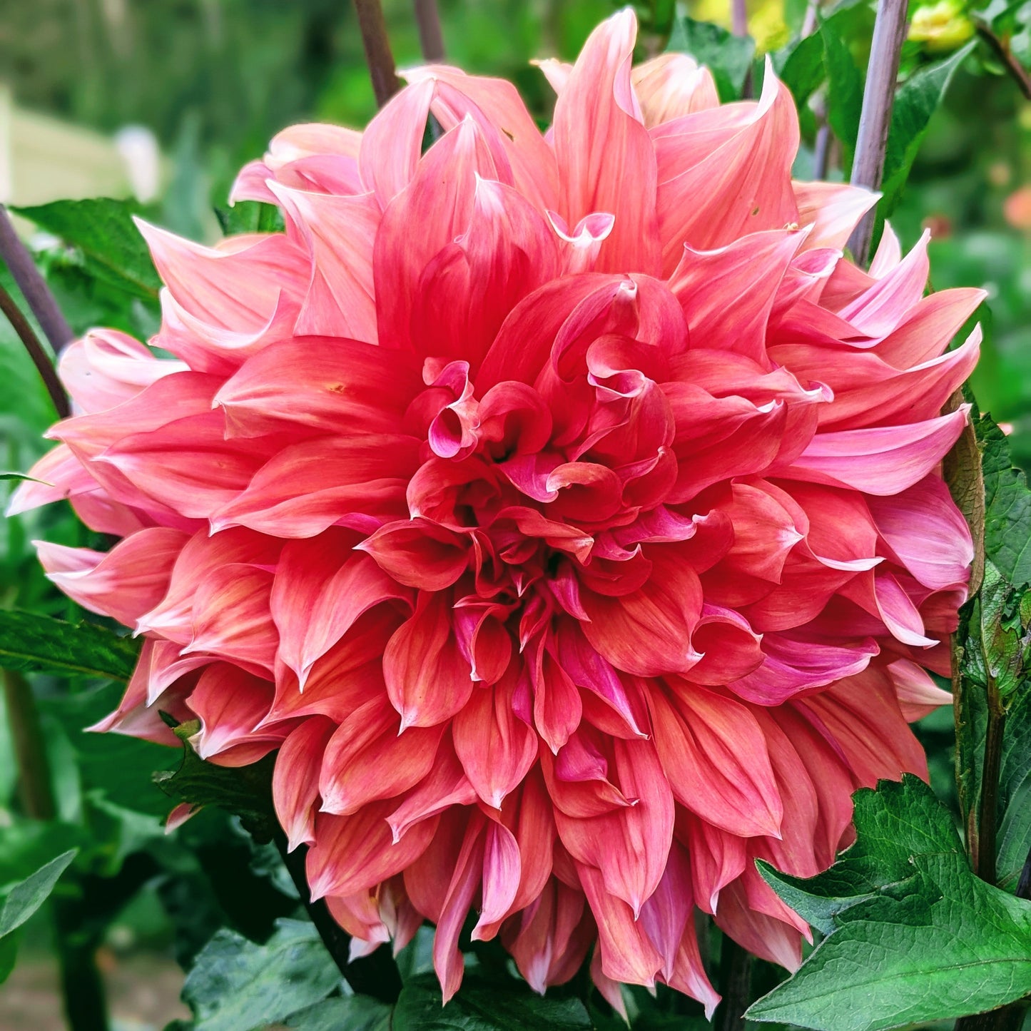 Holland Festival (1960)