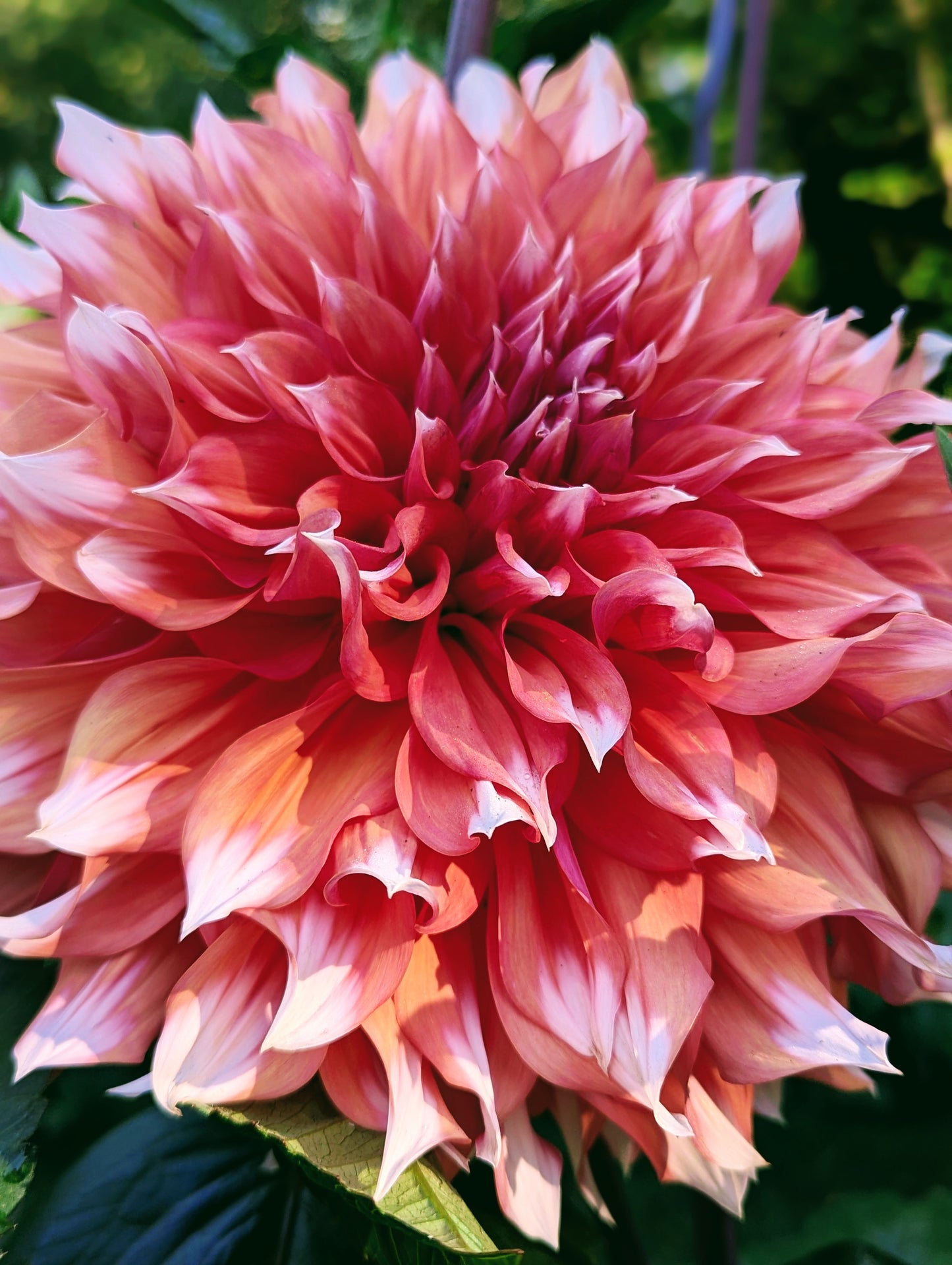 Holland Festival (1960)