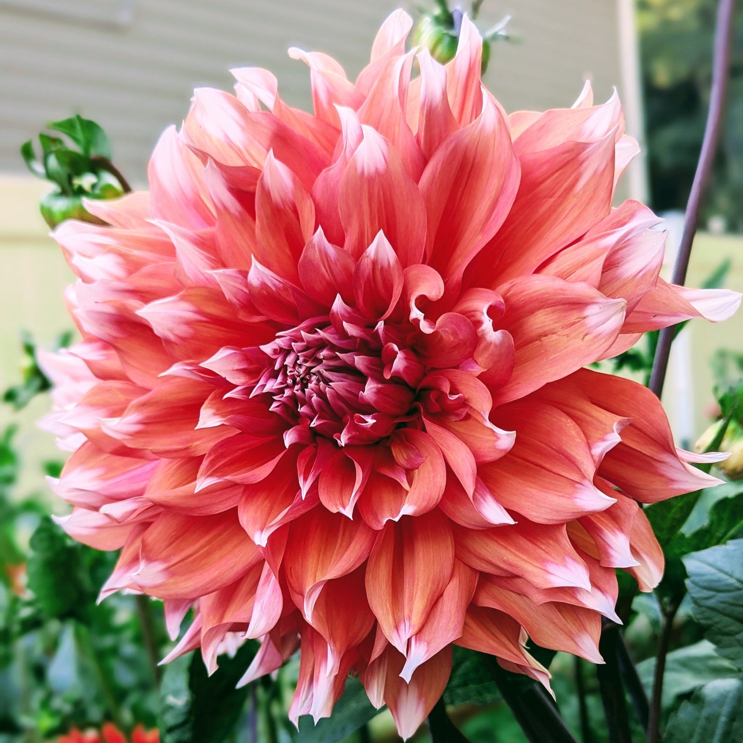 Holland Festival (1960)