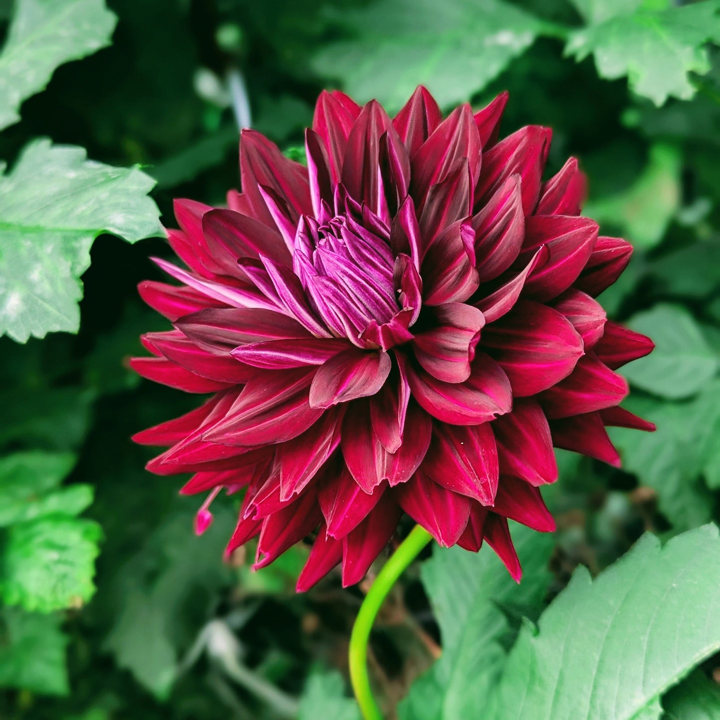 Hollyhill Black Beauty