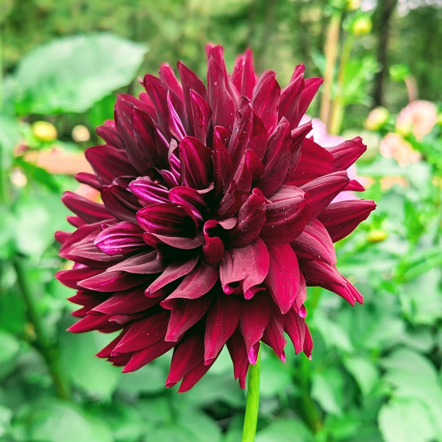 Hollyhill Black Beauty