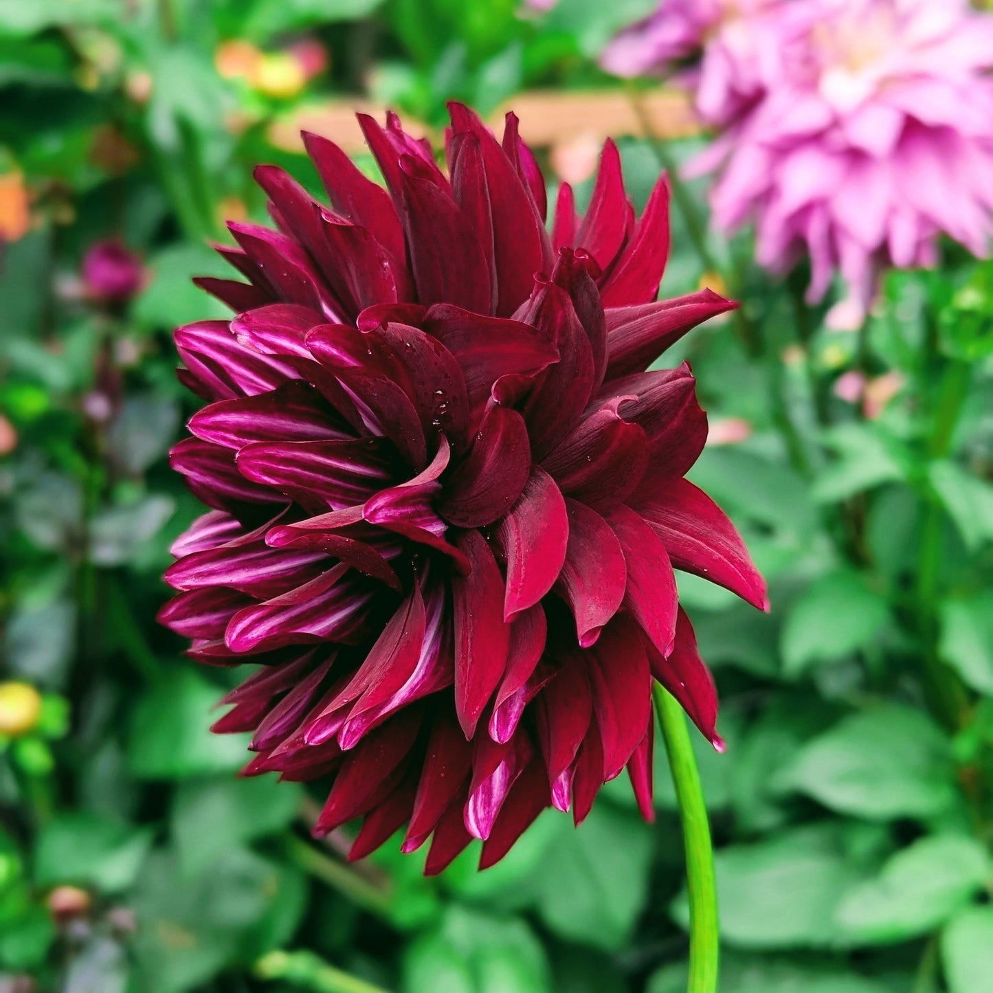 Hollyhill Black Beauty