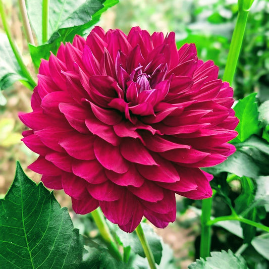 Hollyhill Black Beauty