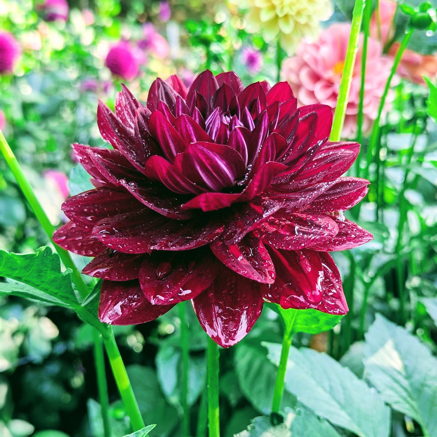 Hollyhill Black Widow