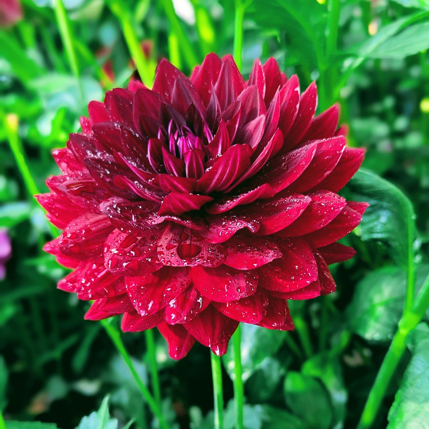 Hollyhill Black Widow