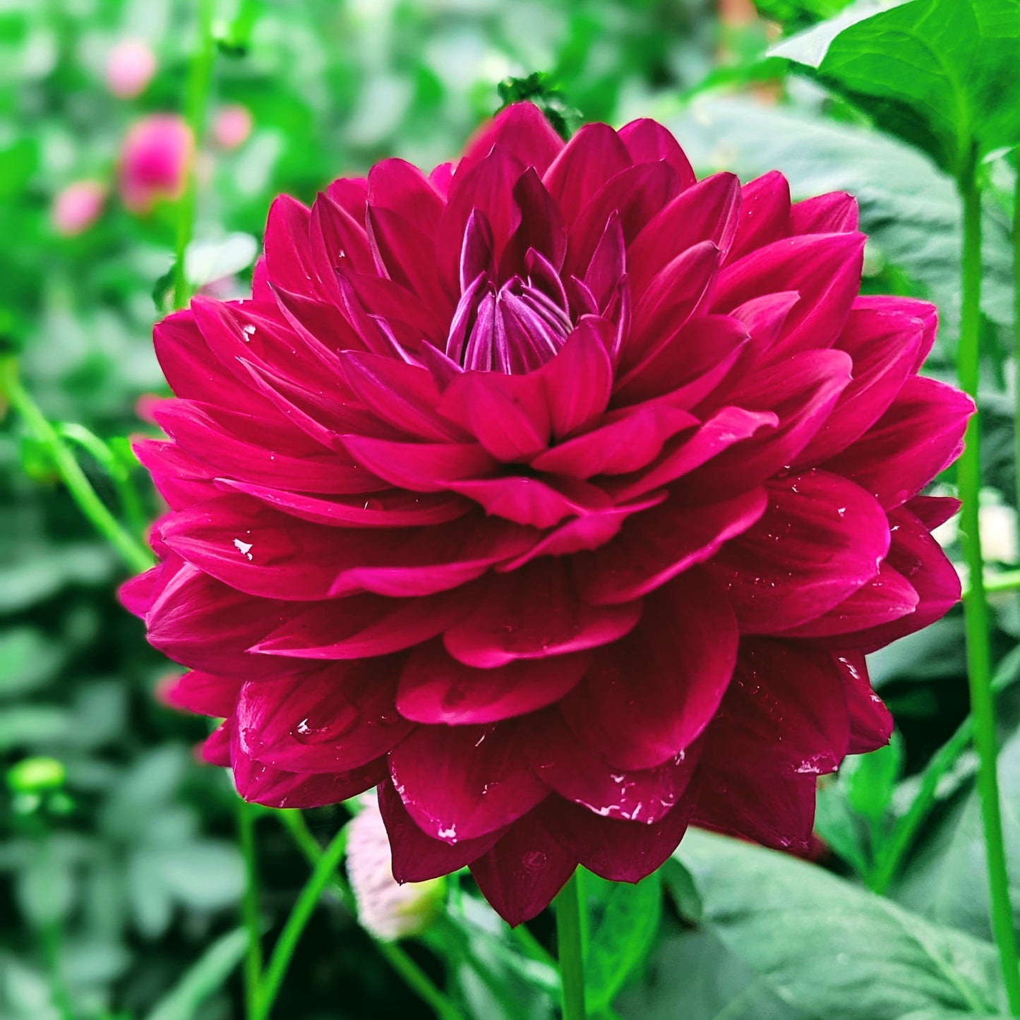Hollyhill Black Widow