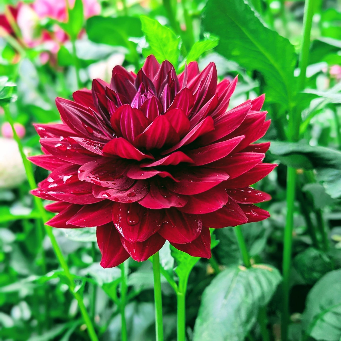 Hollyhill Black Widow