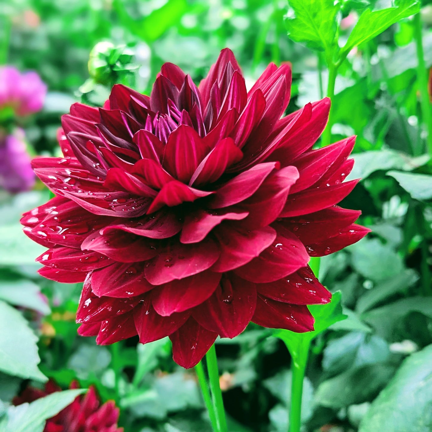 Hollyhill Black Widow