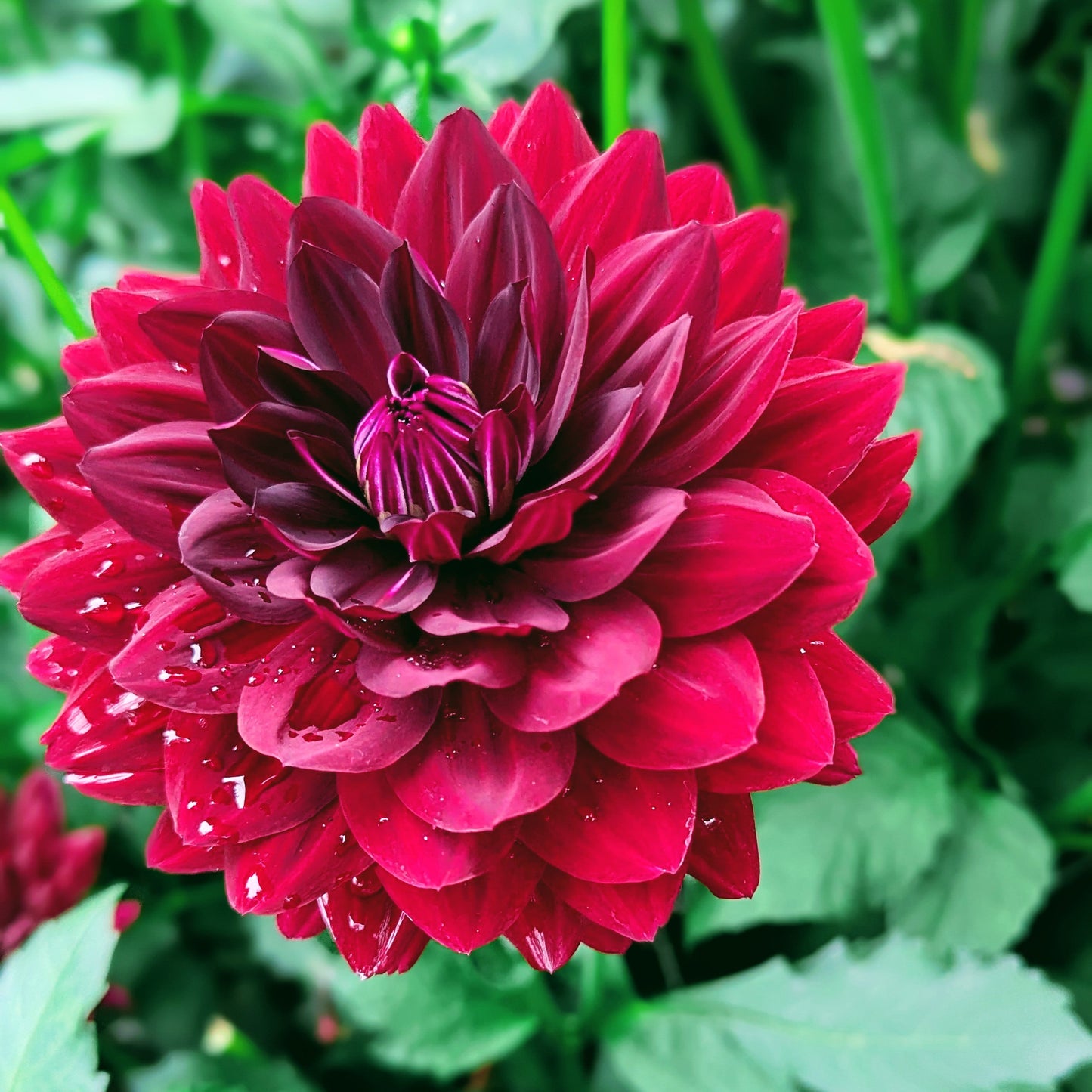 Hollyhill Black Widow