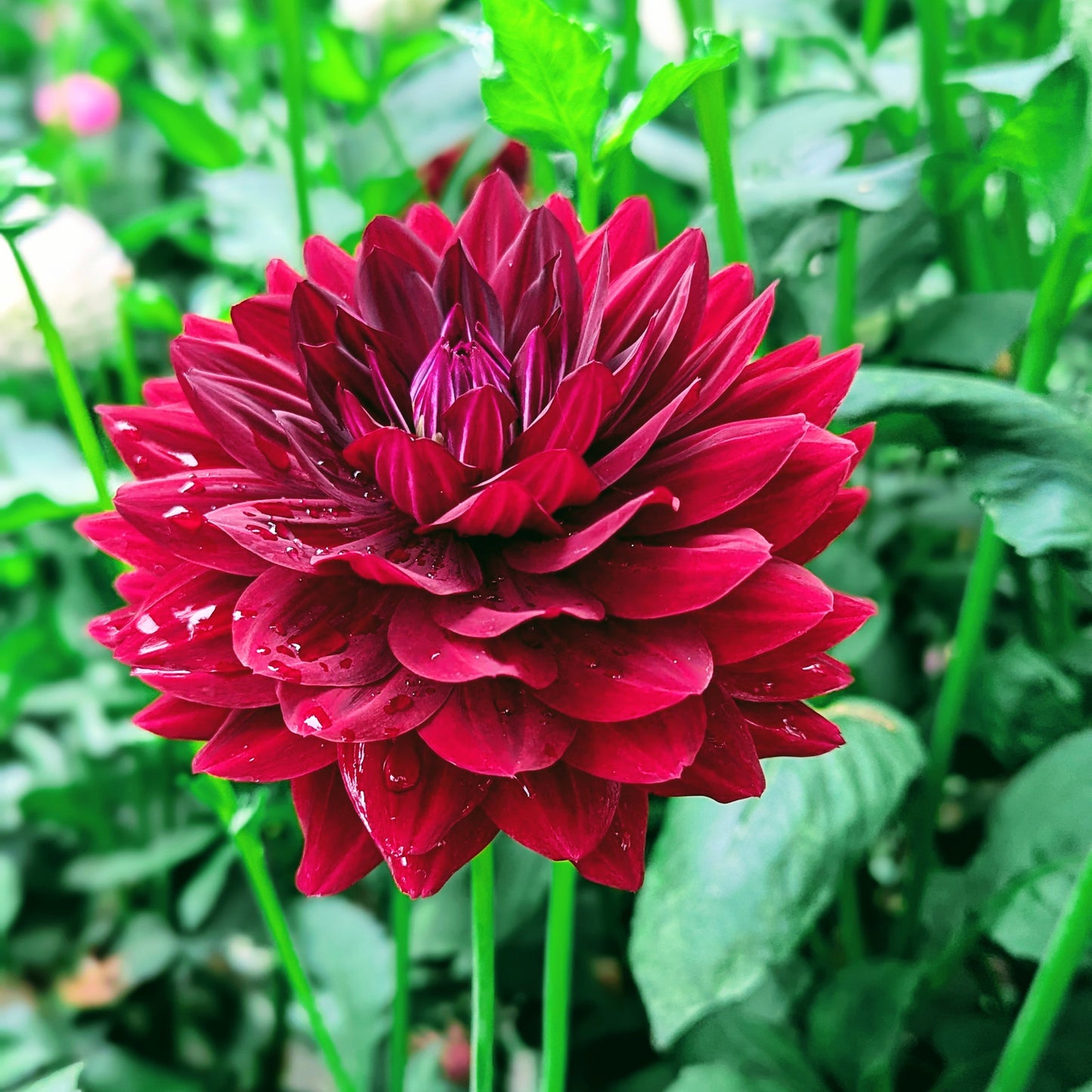 Hollyhill Black Widow