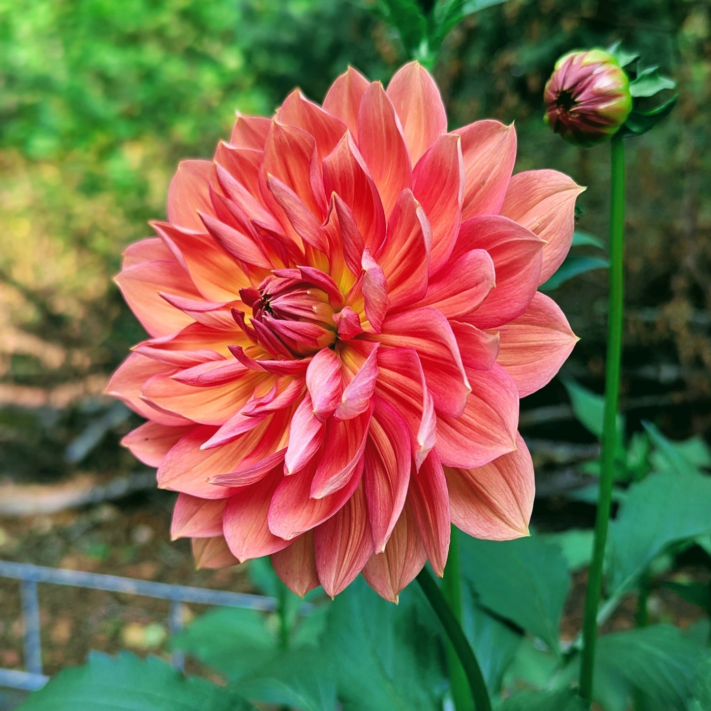 Hollyhill Daydream