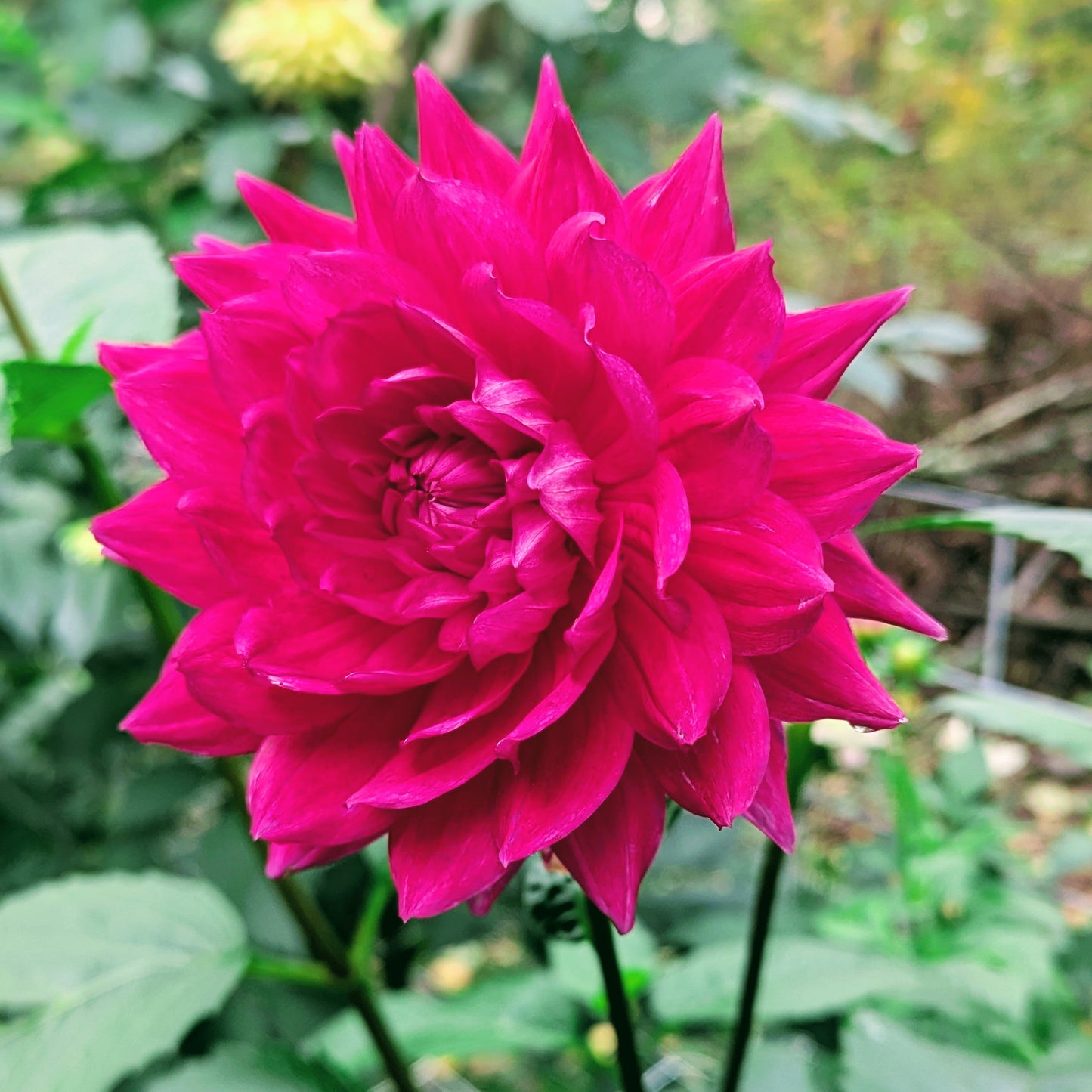 Hollyhill Pandora
