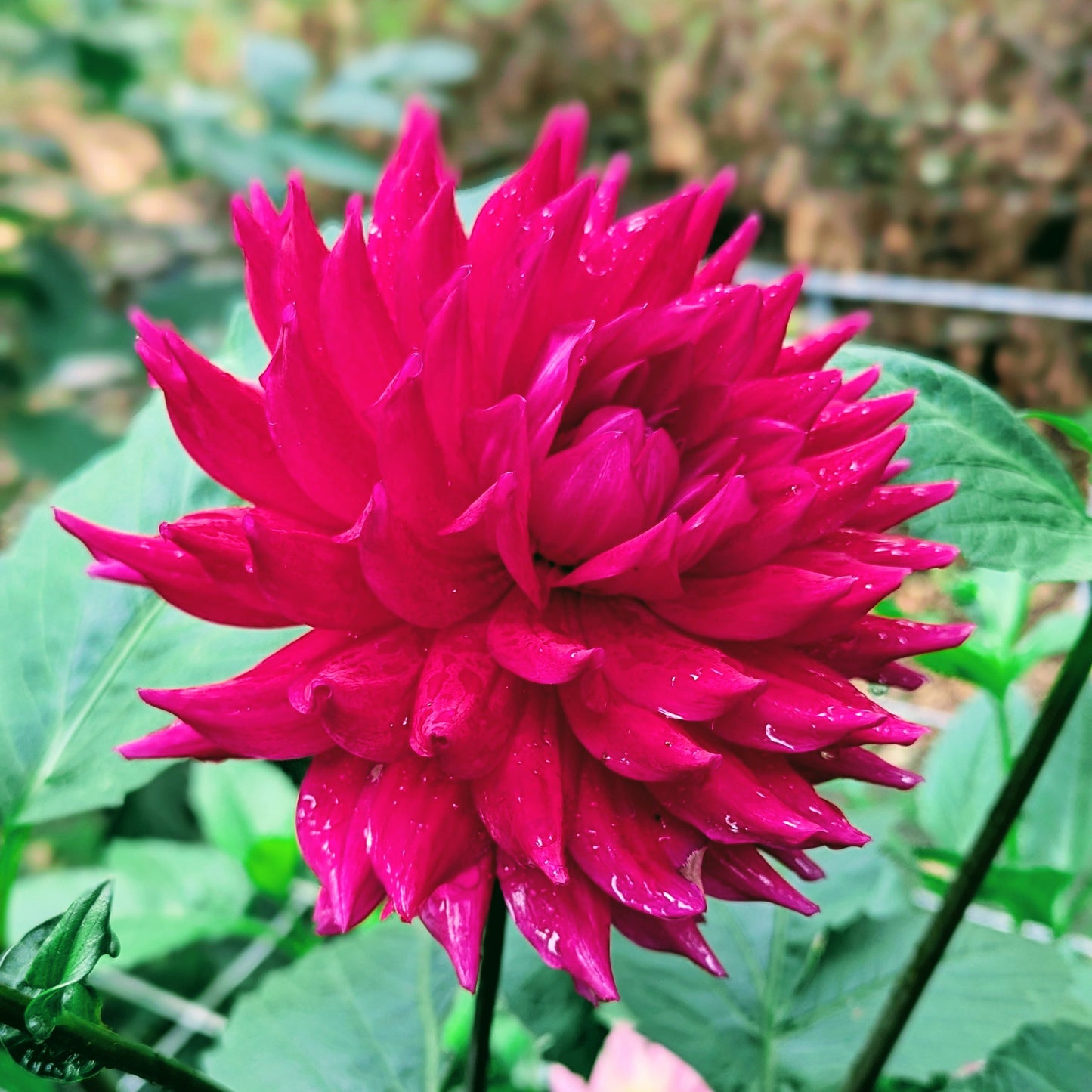 Hollyhill Pandora