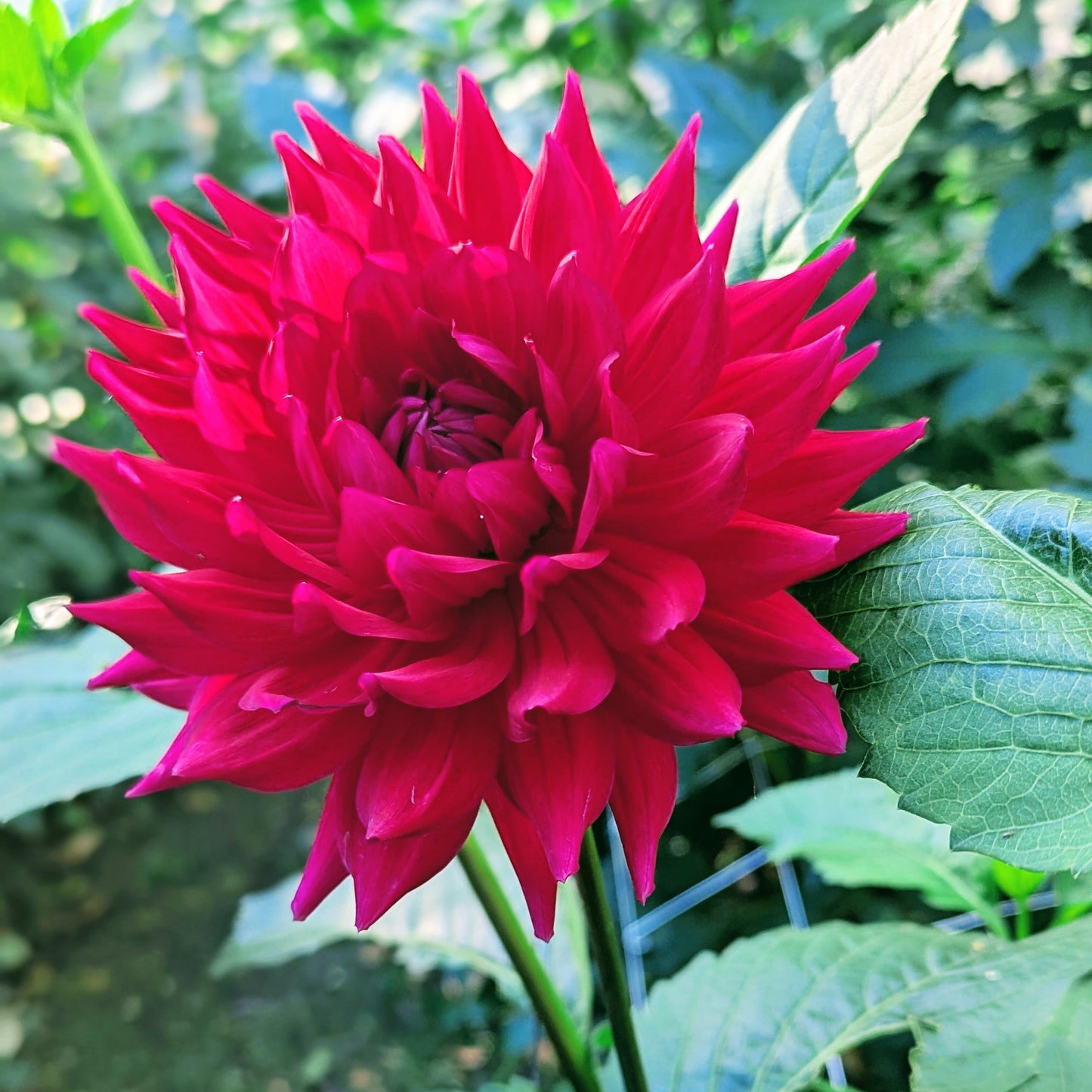 Hollyhill Pandora