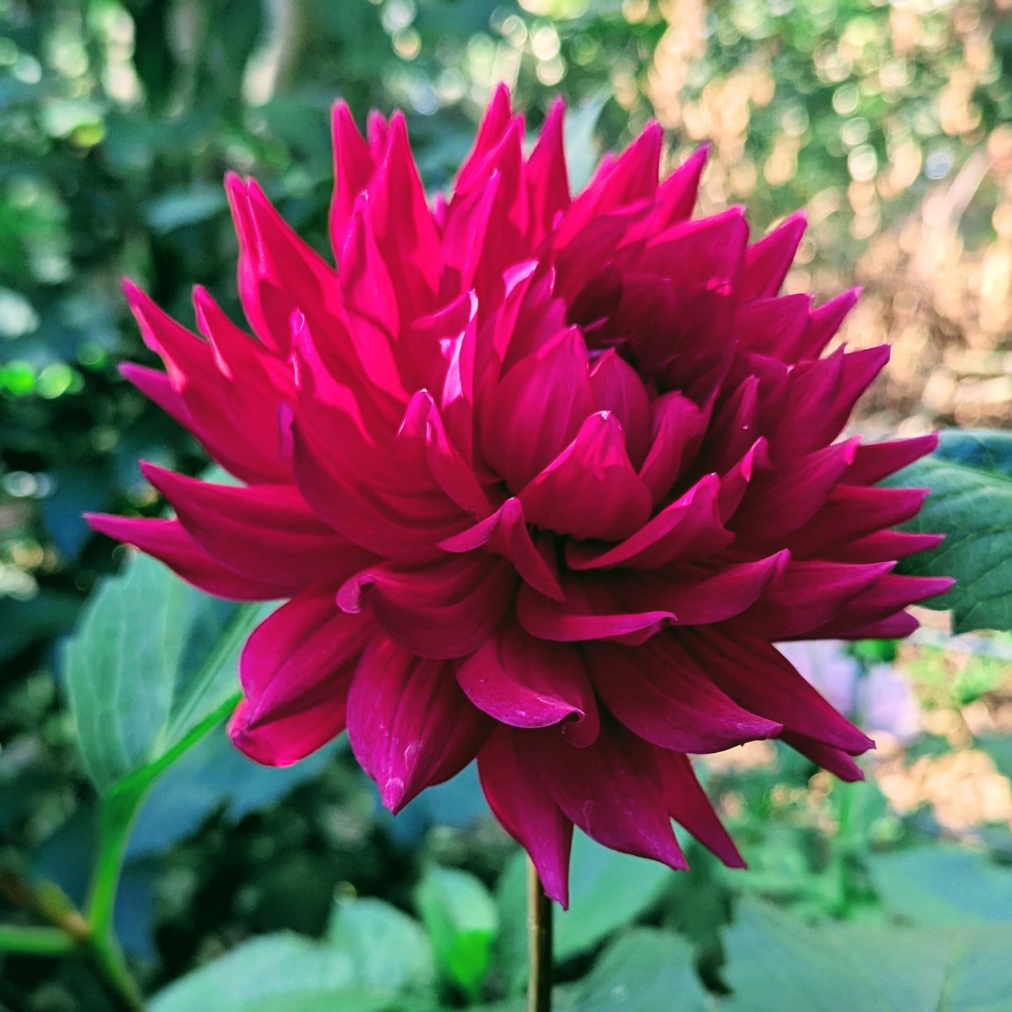 Hollyhill Pandora