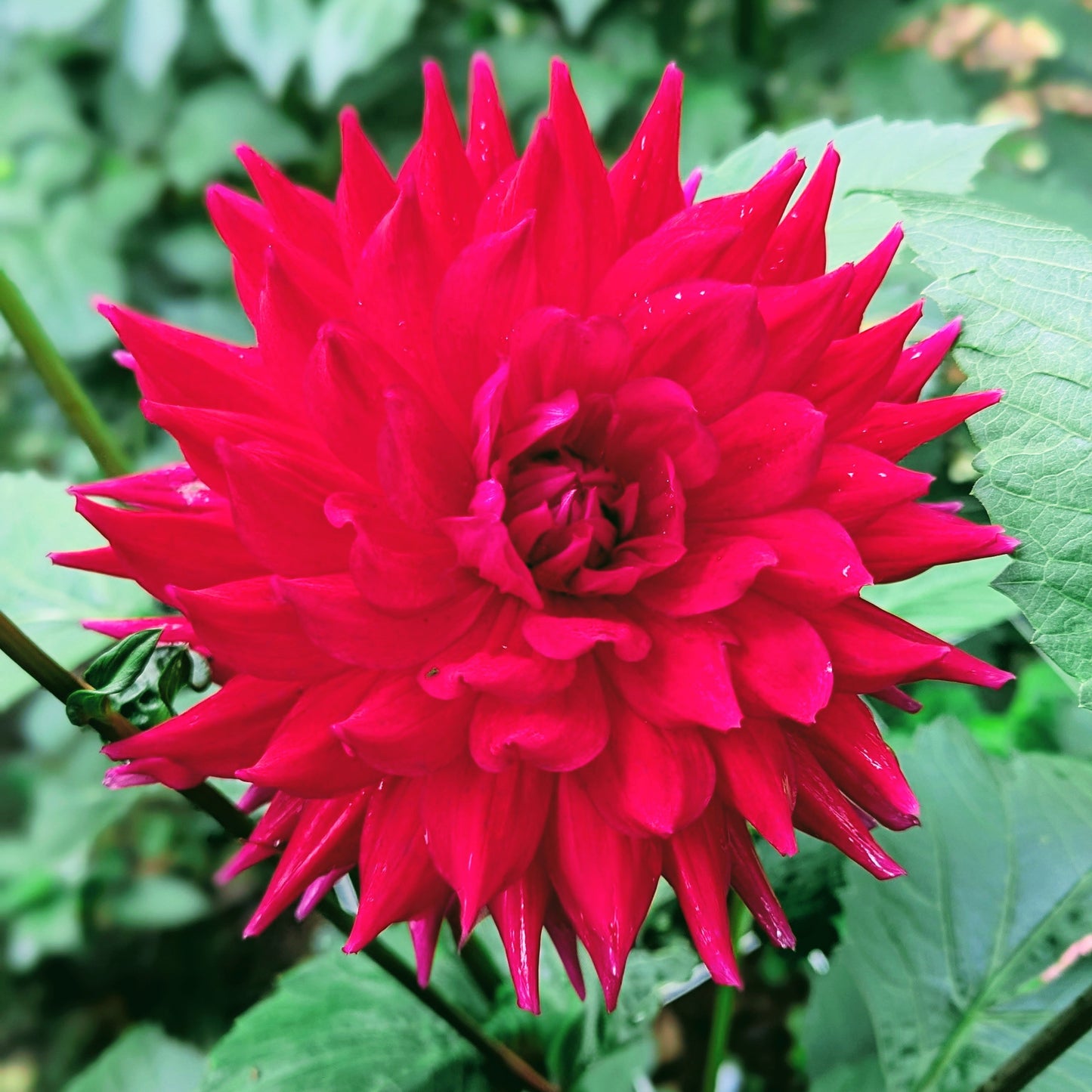 Hollyhill Pandora