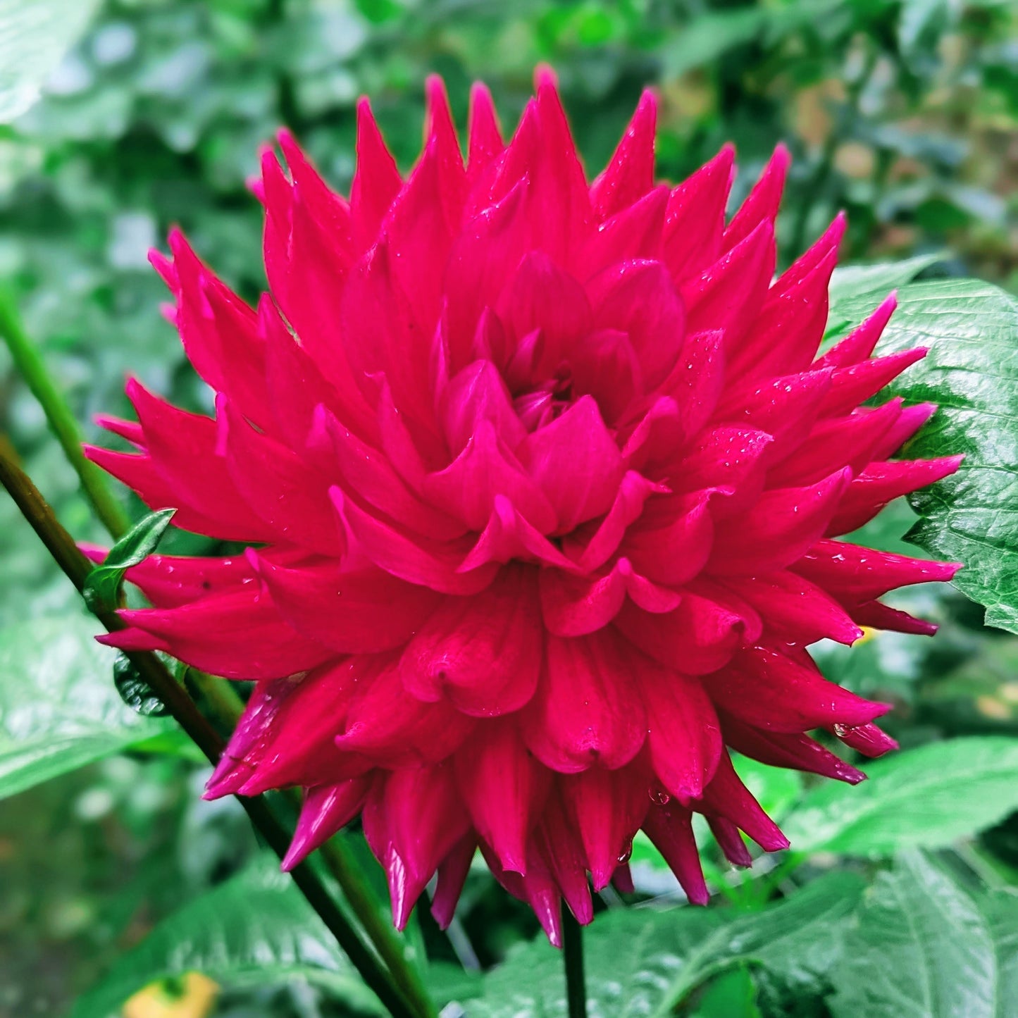 Hollyhill Pandora