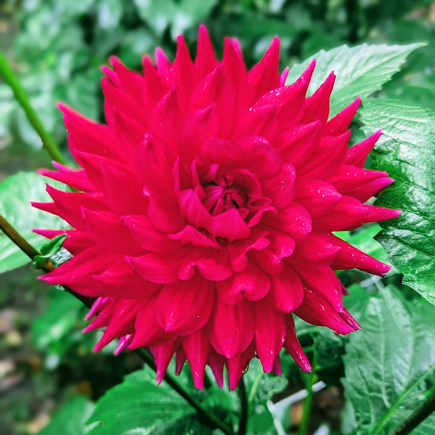 Hollyhill Pandora