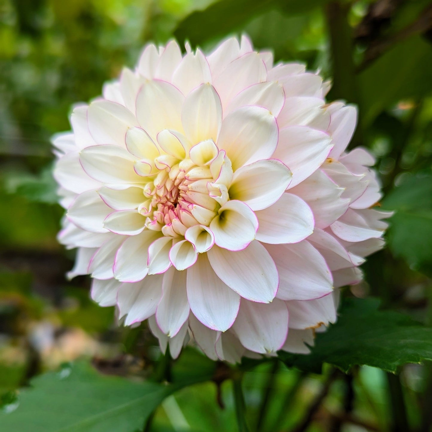 Hollyhill Pinkie