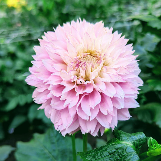 Hollyhill Pinkie