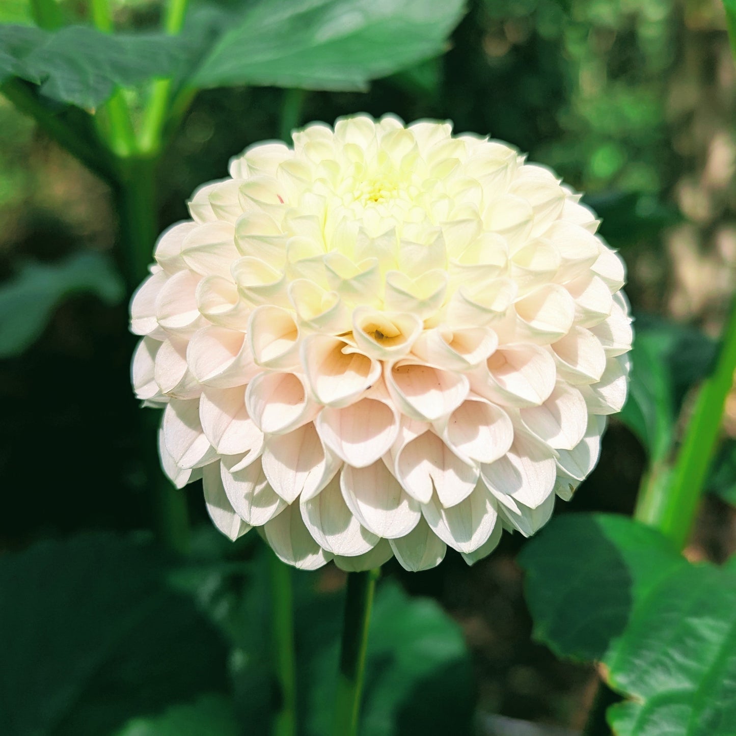 Hollyhill Pollyana