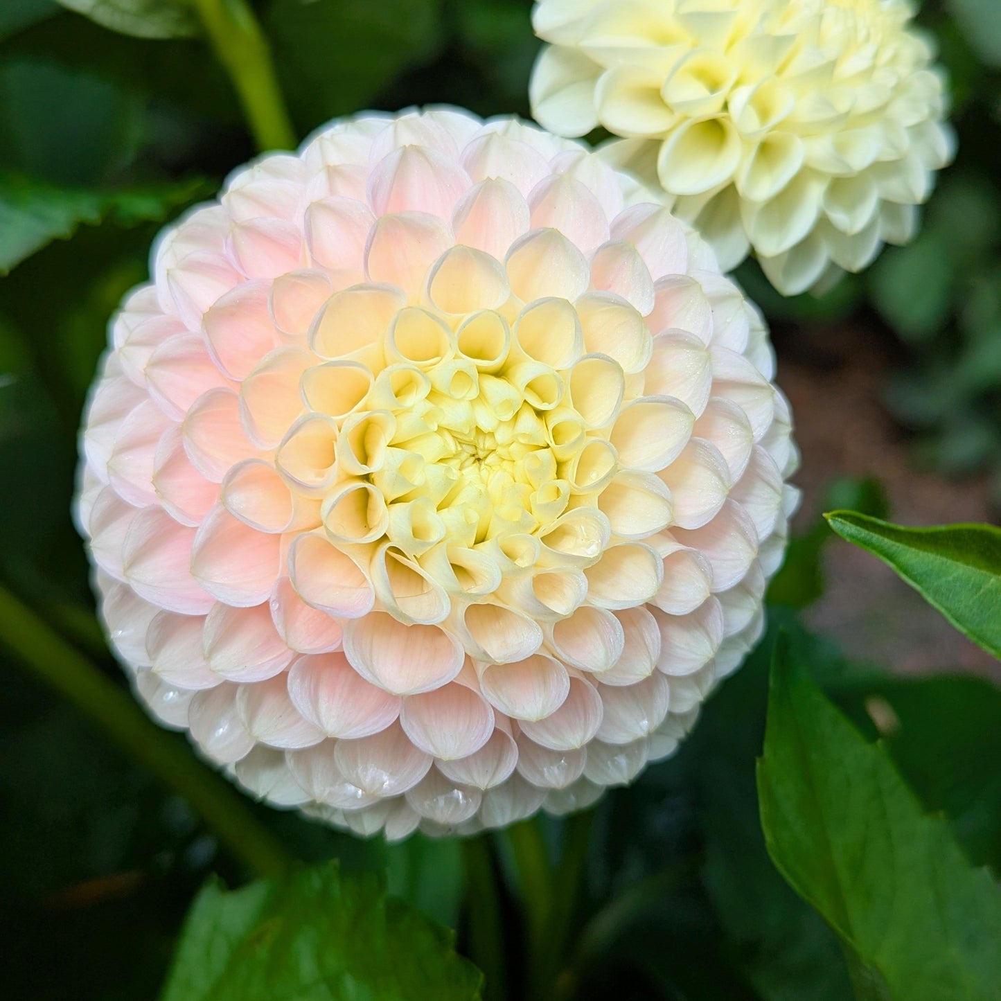 Hollyhill Pollyana