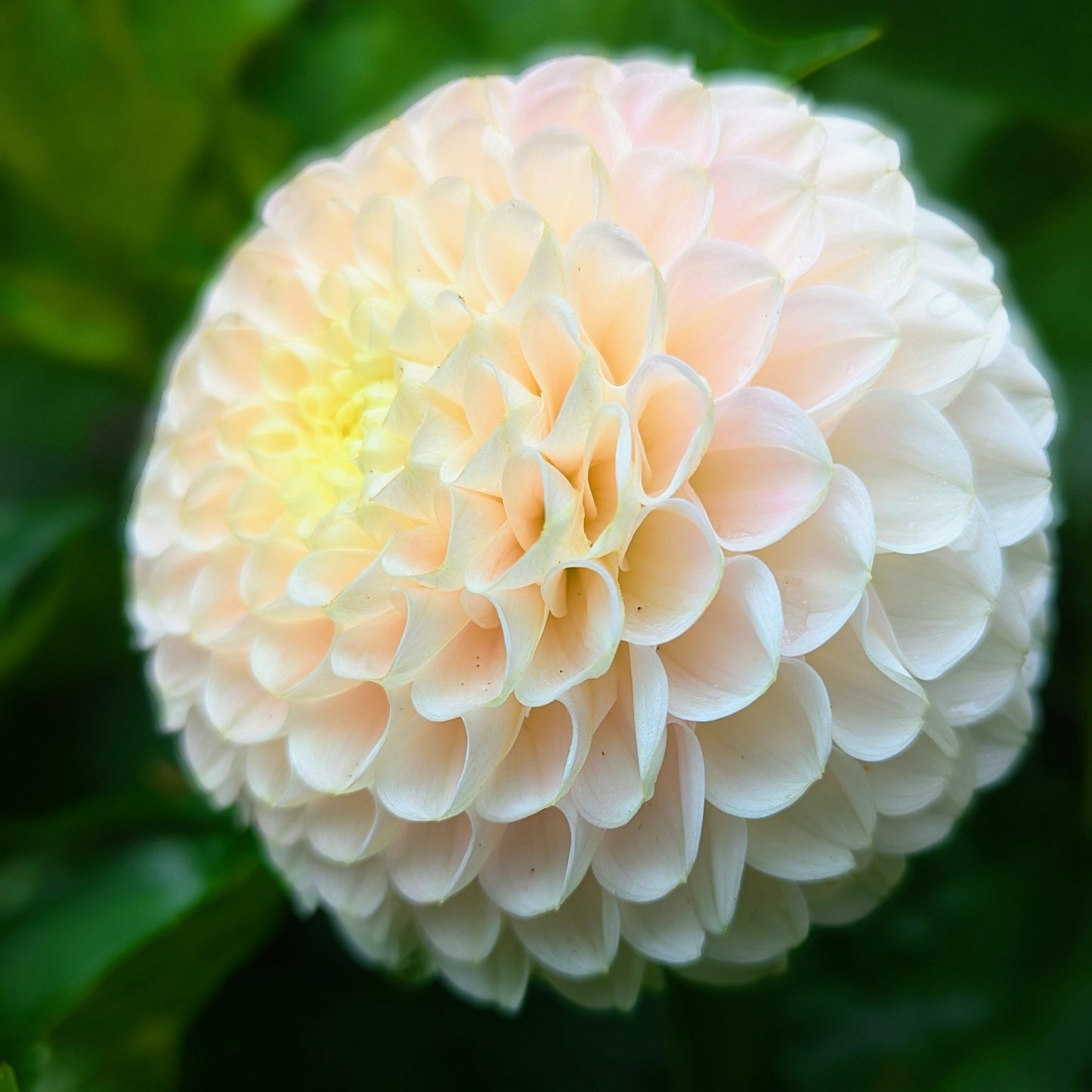 Hollyhill Pollyana