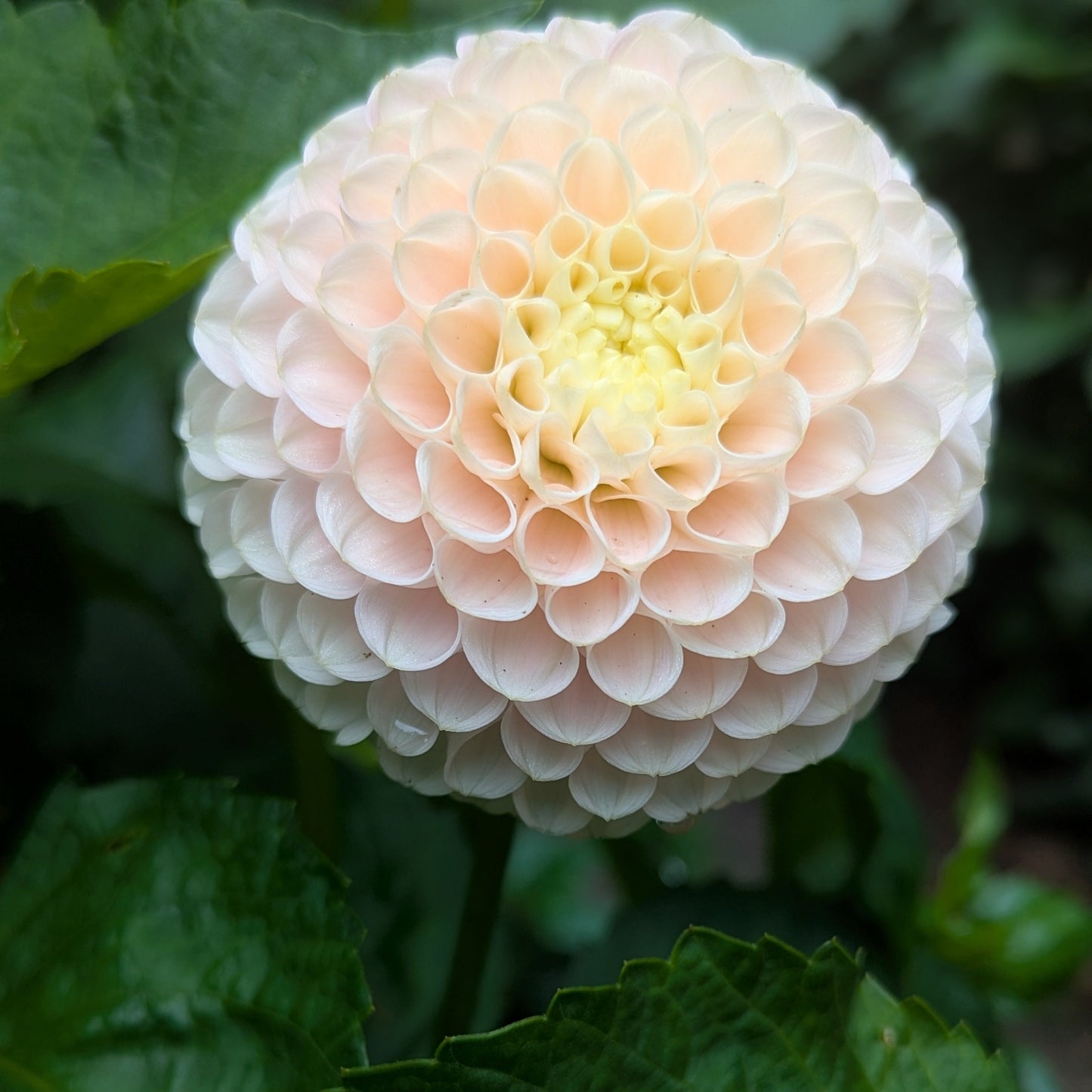 Hollyhill Pollyana