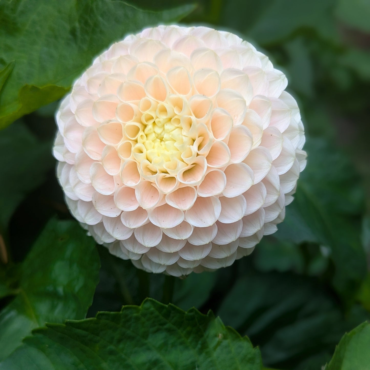 Hollyhill Pollyana
