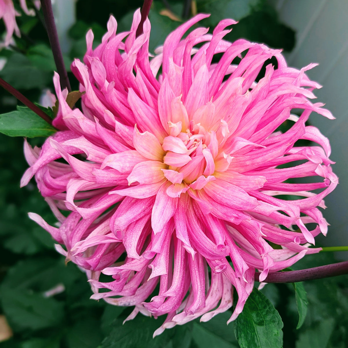 Hollyhill Cotton Candy
