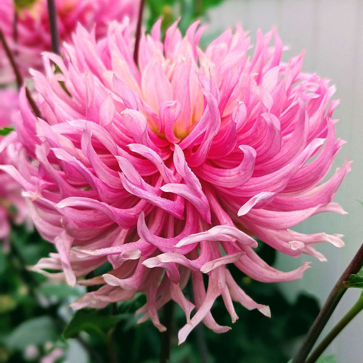 Hollyhill Cotton Candy