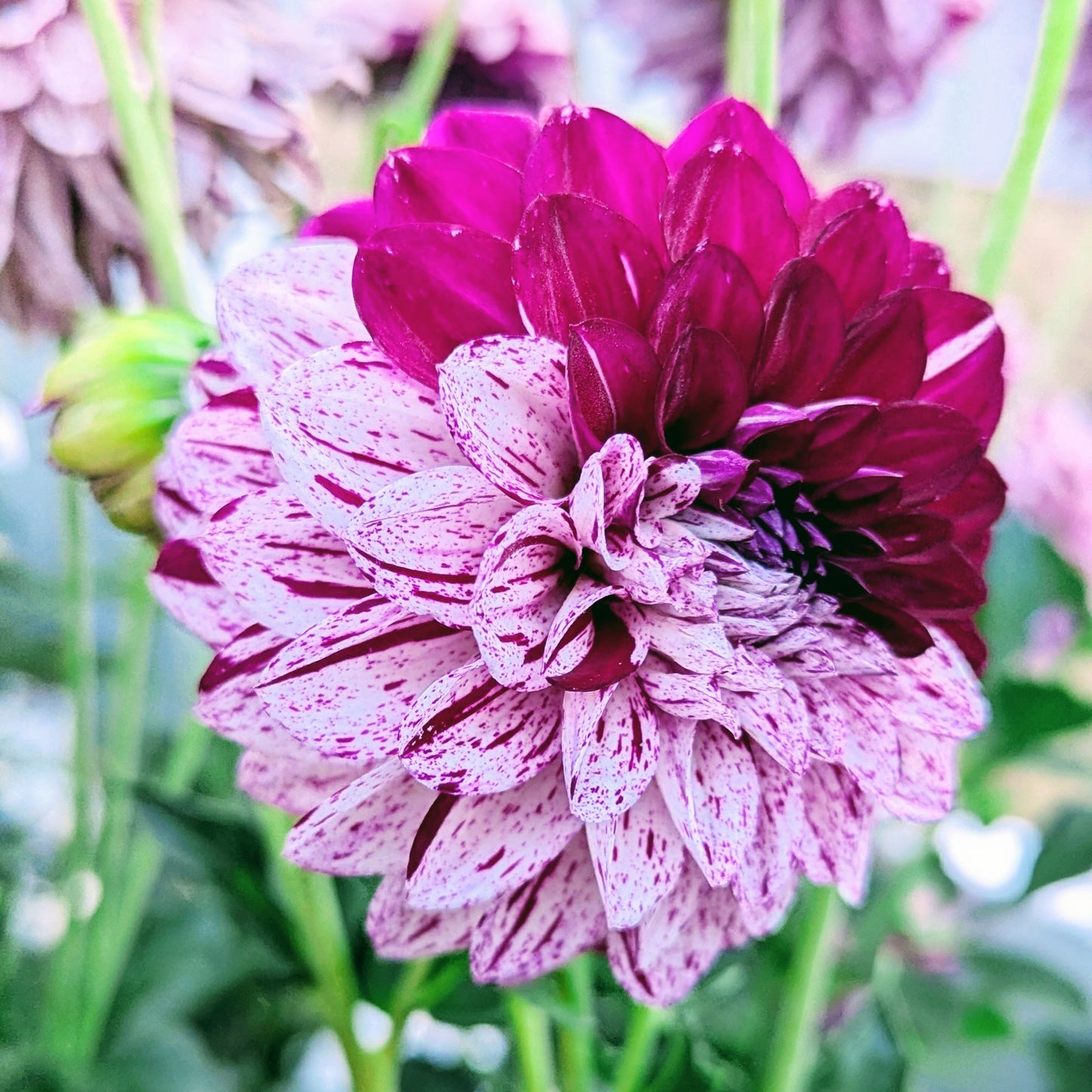 Hulin's Carnival (1954)