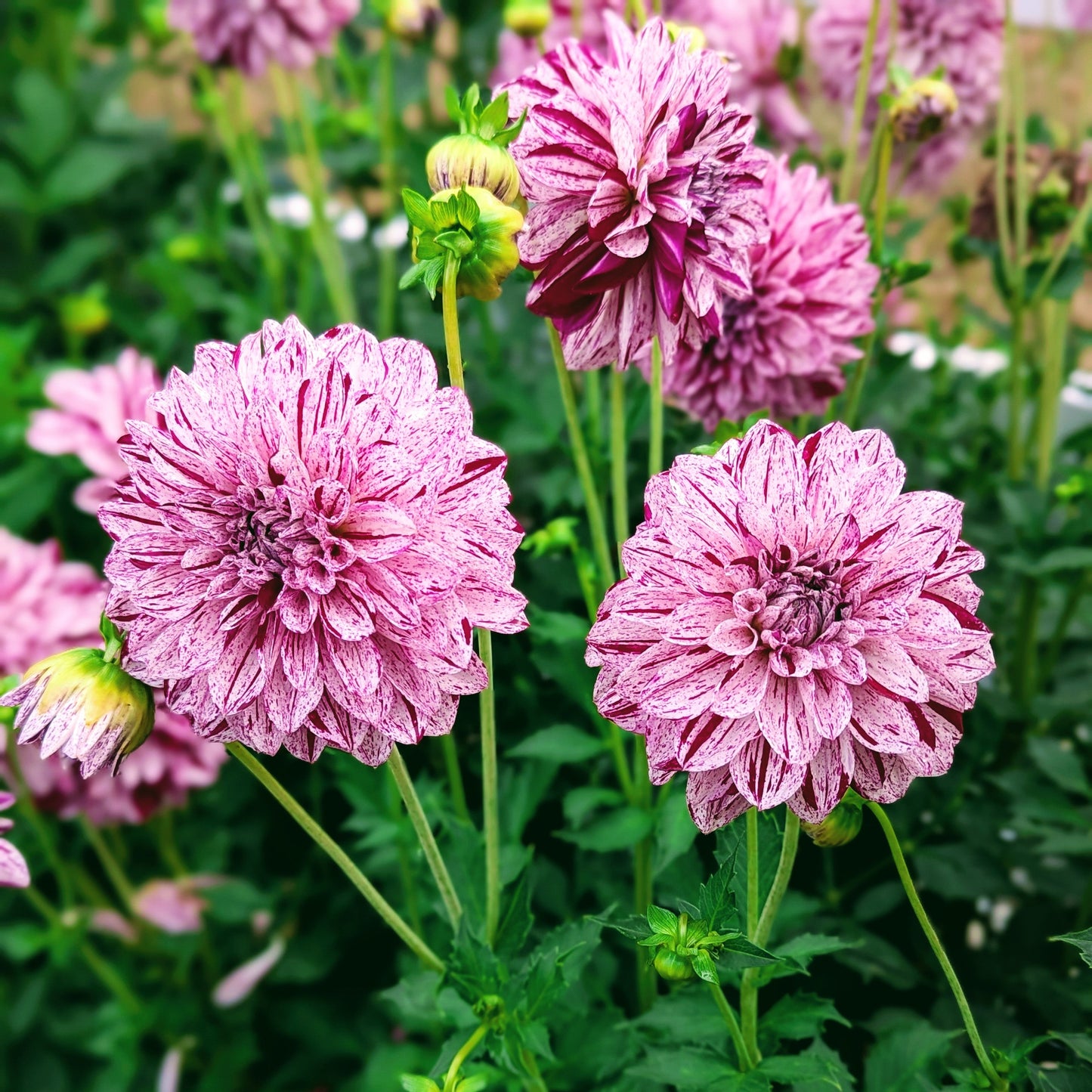 Hulin's Carnival (1954)