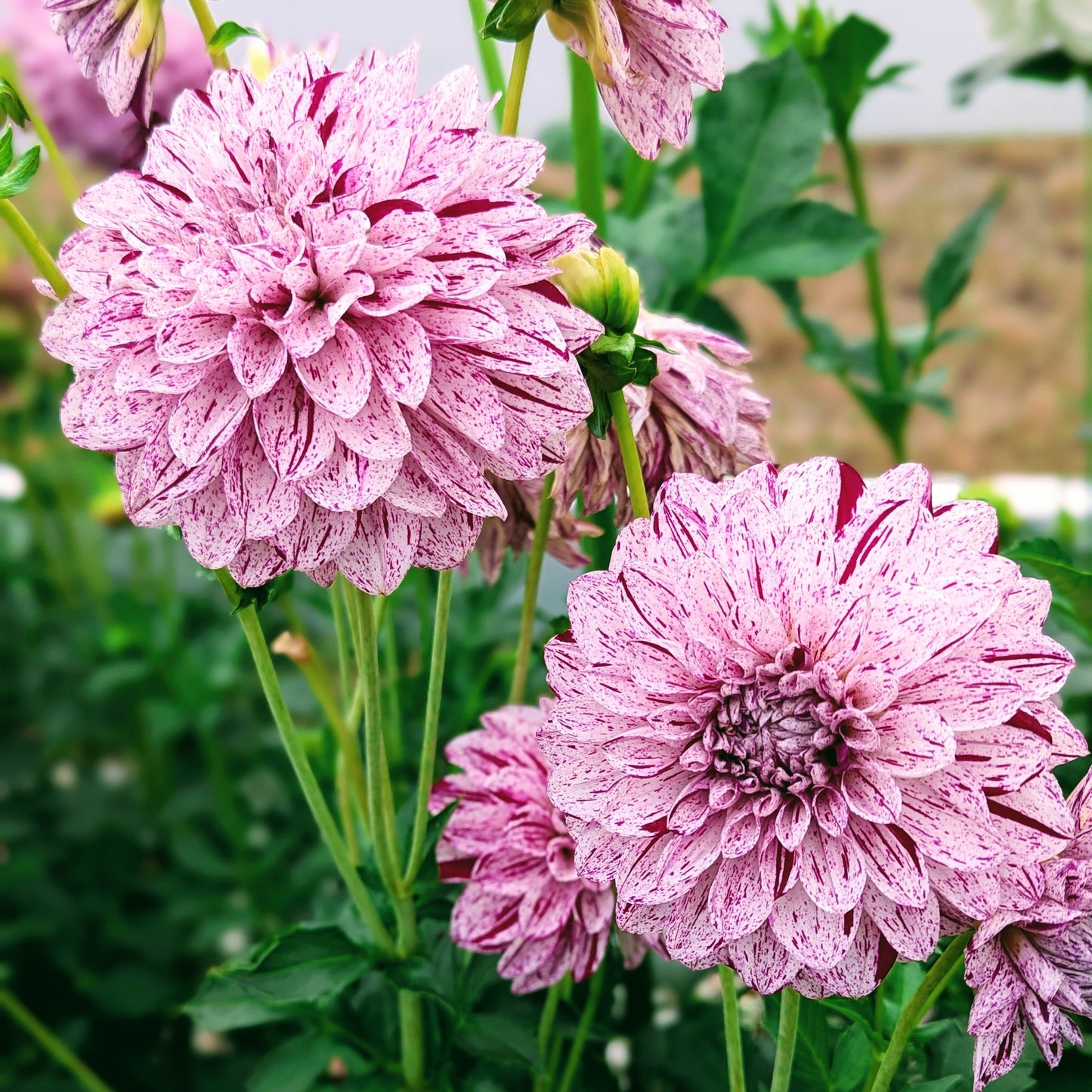 Hulin's Carnival (1954)