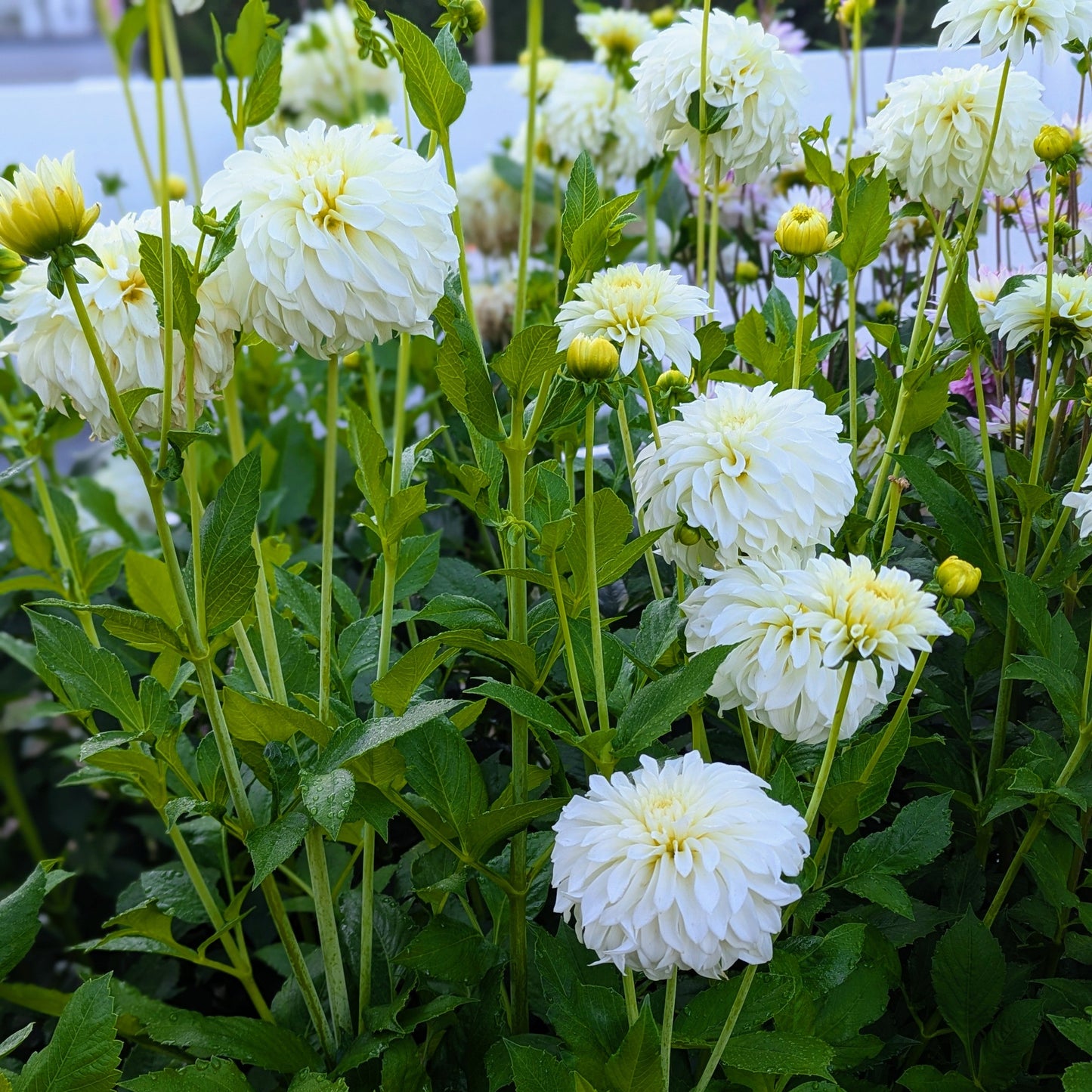 Korb River Bend Jean