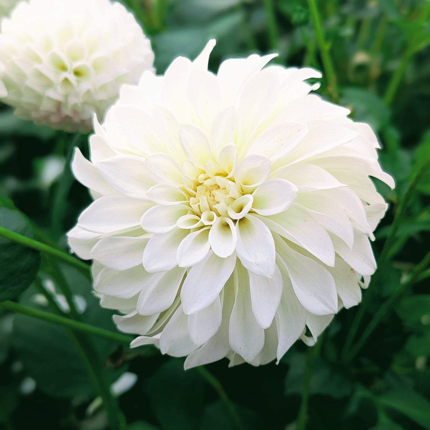 Korb River Bend Jean