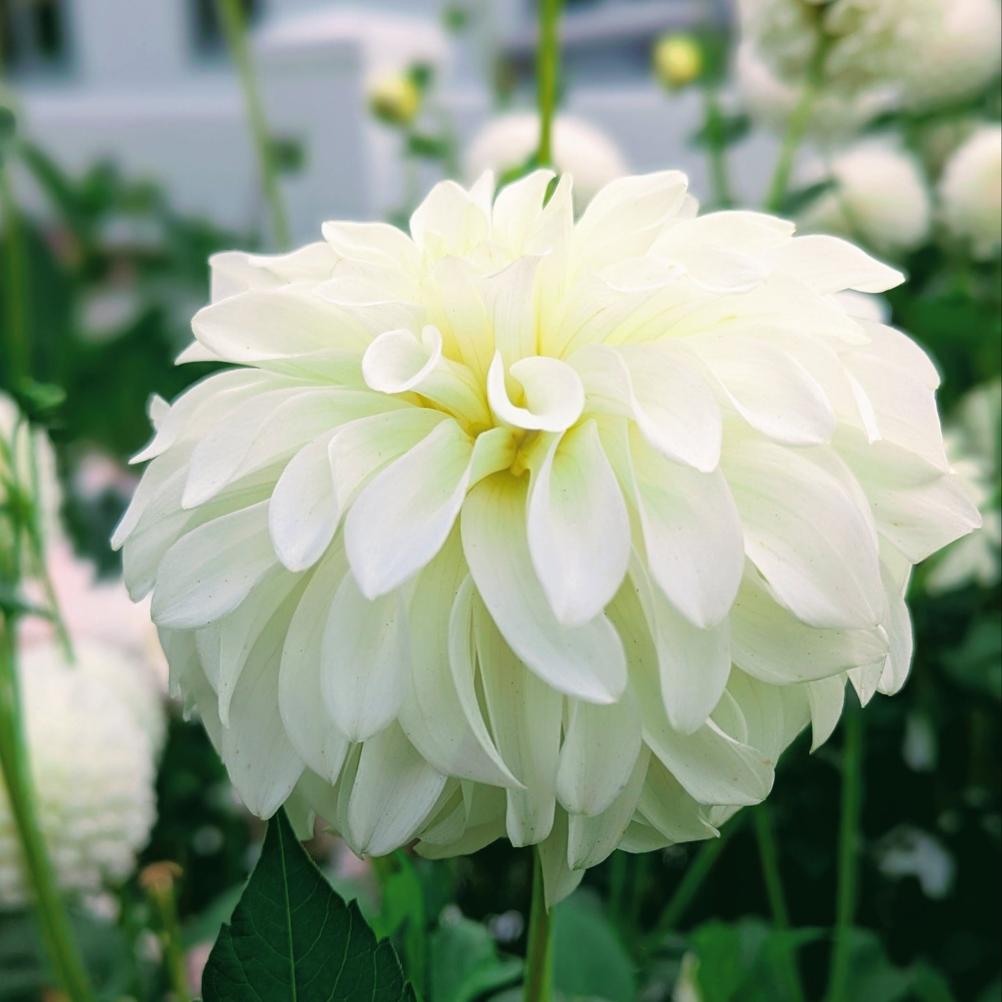 Korb River Bend Jean