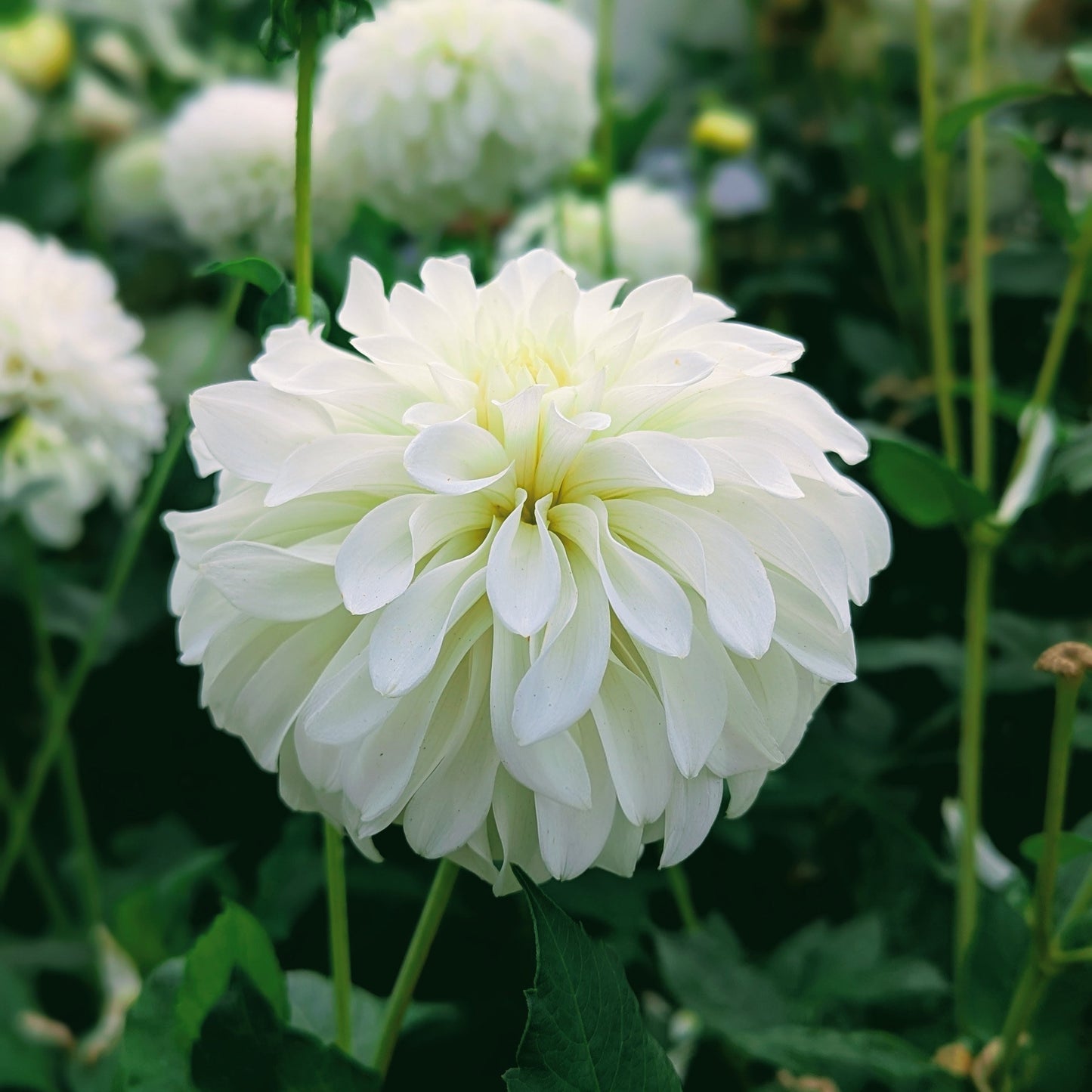 Korb River Bend Jean