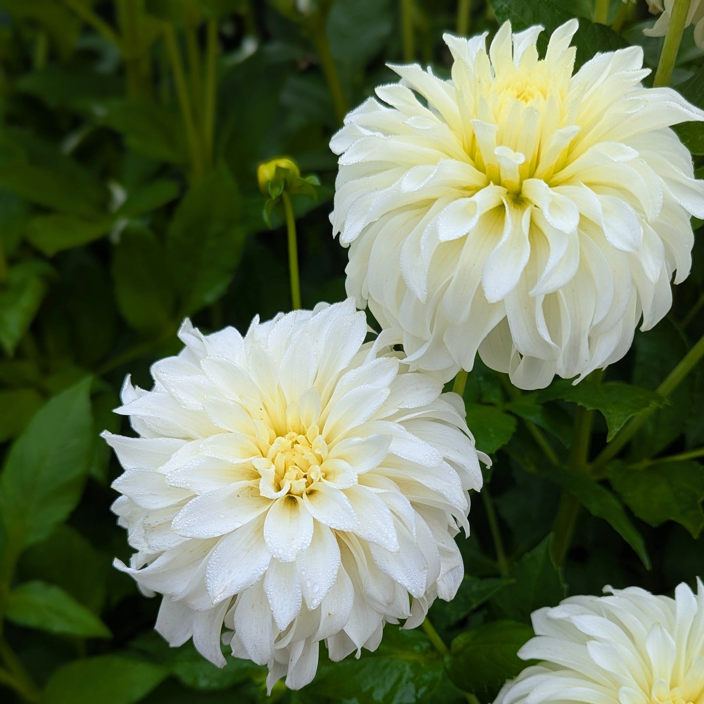 Korb River Bend Jean