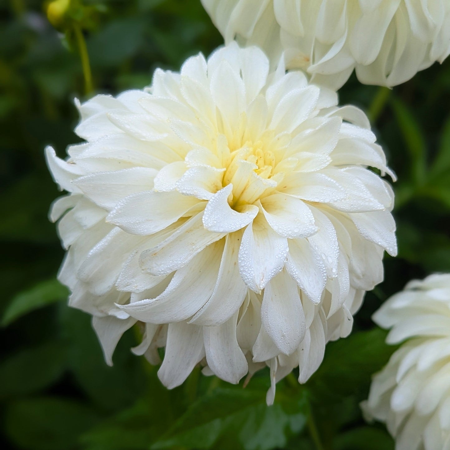 Korb River Bend Jean