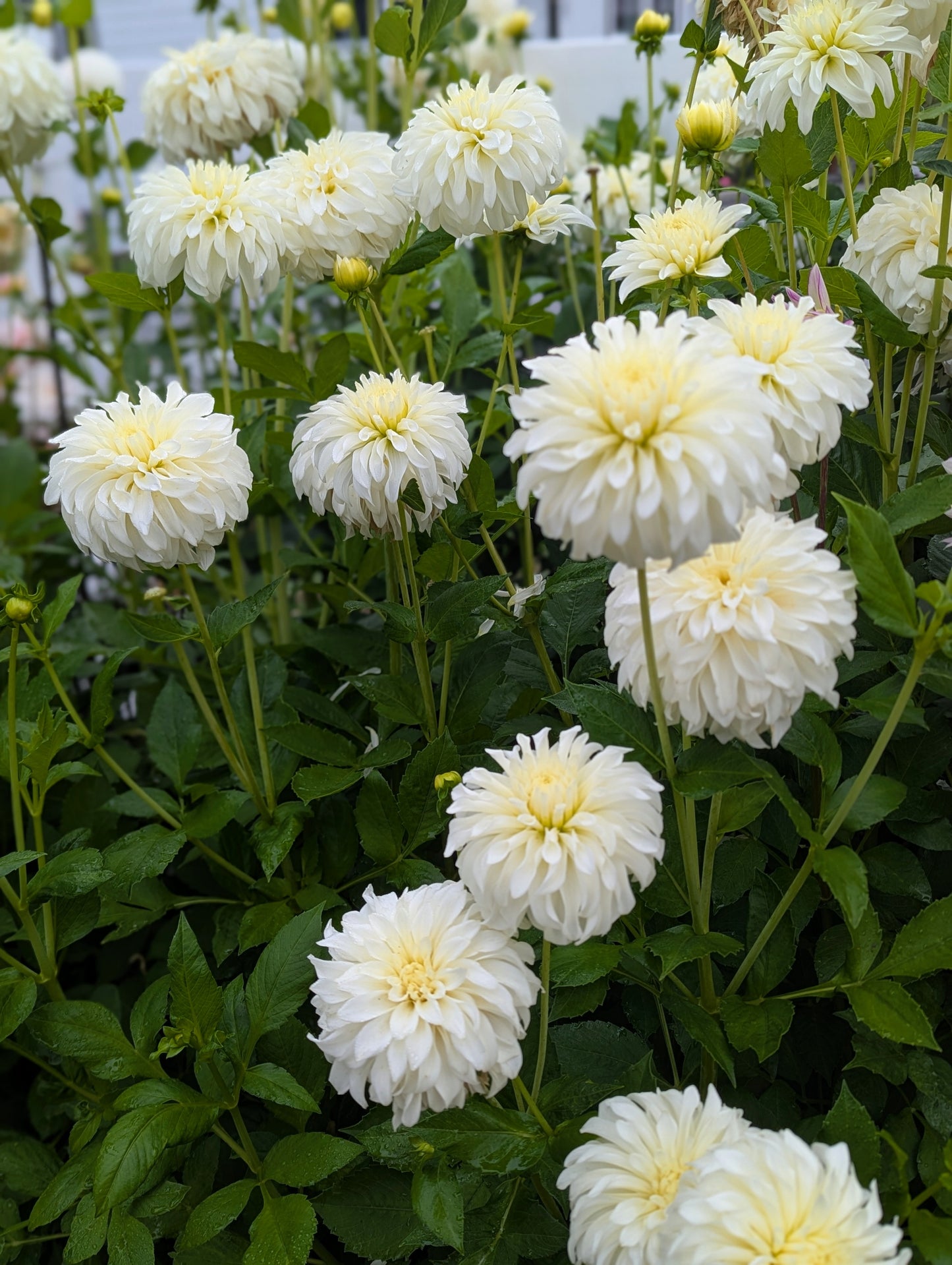 Korb River Bend Jean