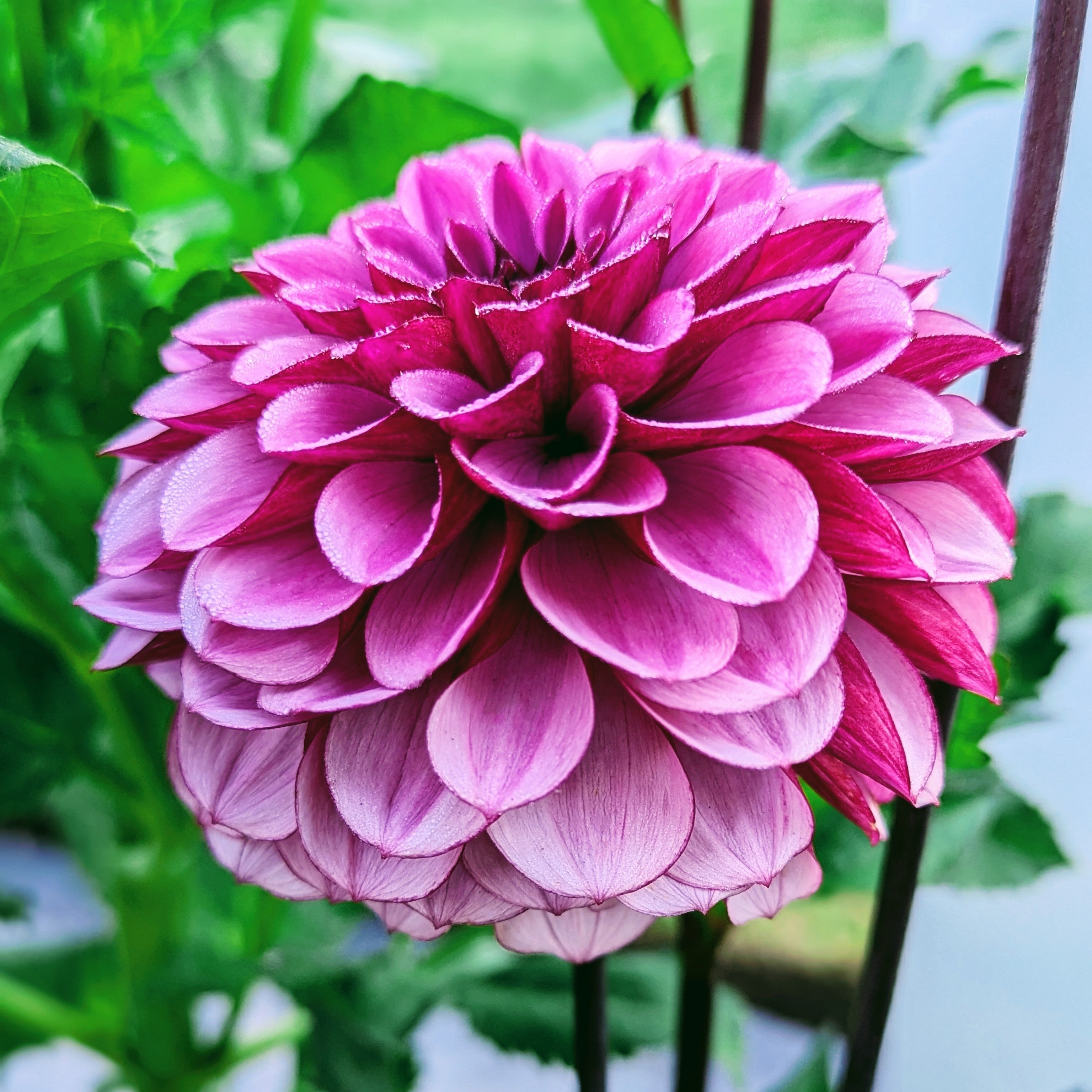 Laughing Lizza – Good Life Dahlias