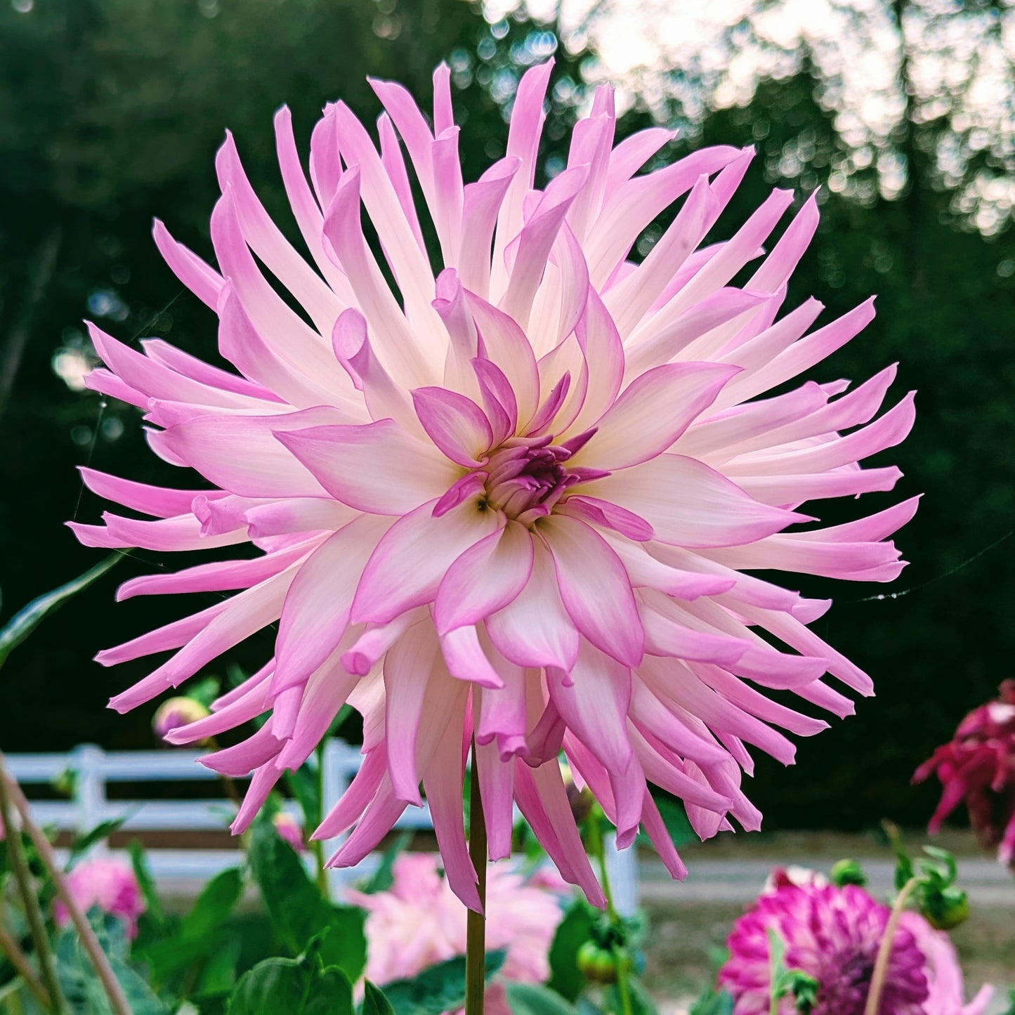 Lavender Chiffon (1971)