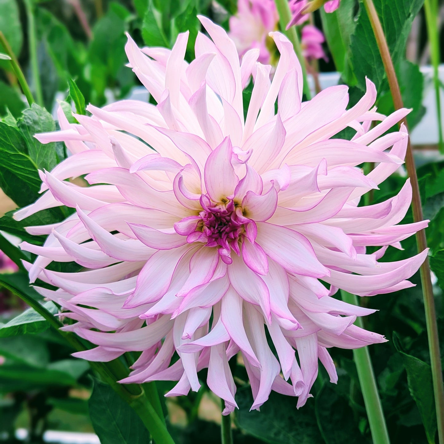 Lavender Chiffon (1971)