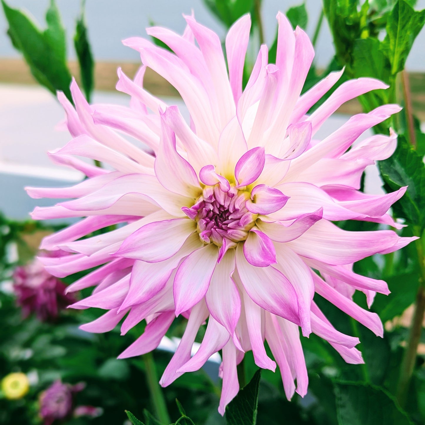 Lavender Chiffon (1971)